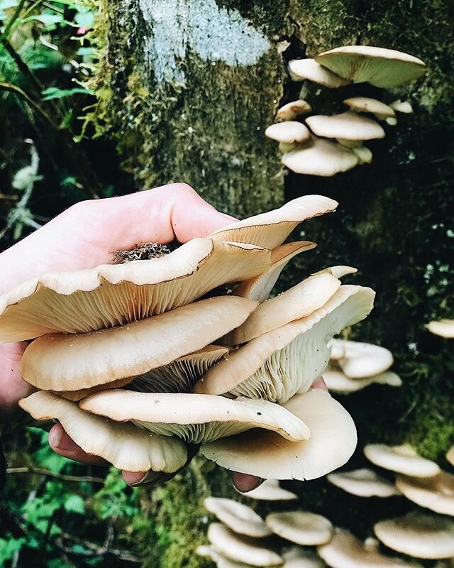 Oyster mushrooms were on the top of my spring foraging list after chatting with @langdoncook for our podcast. 
Yesterday we filled our baskets with these beauties. So happy to learn more and more about mushrooms and eager to get cooking. 
What are yo