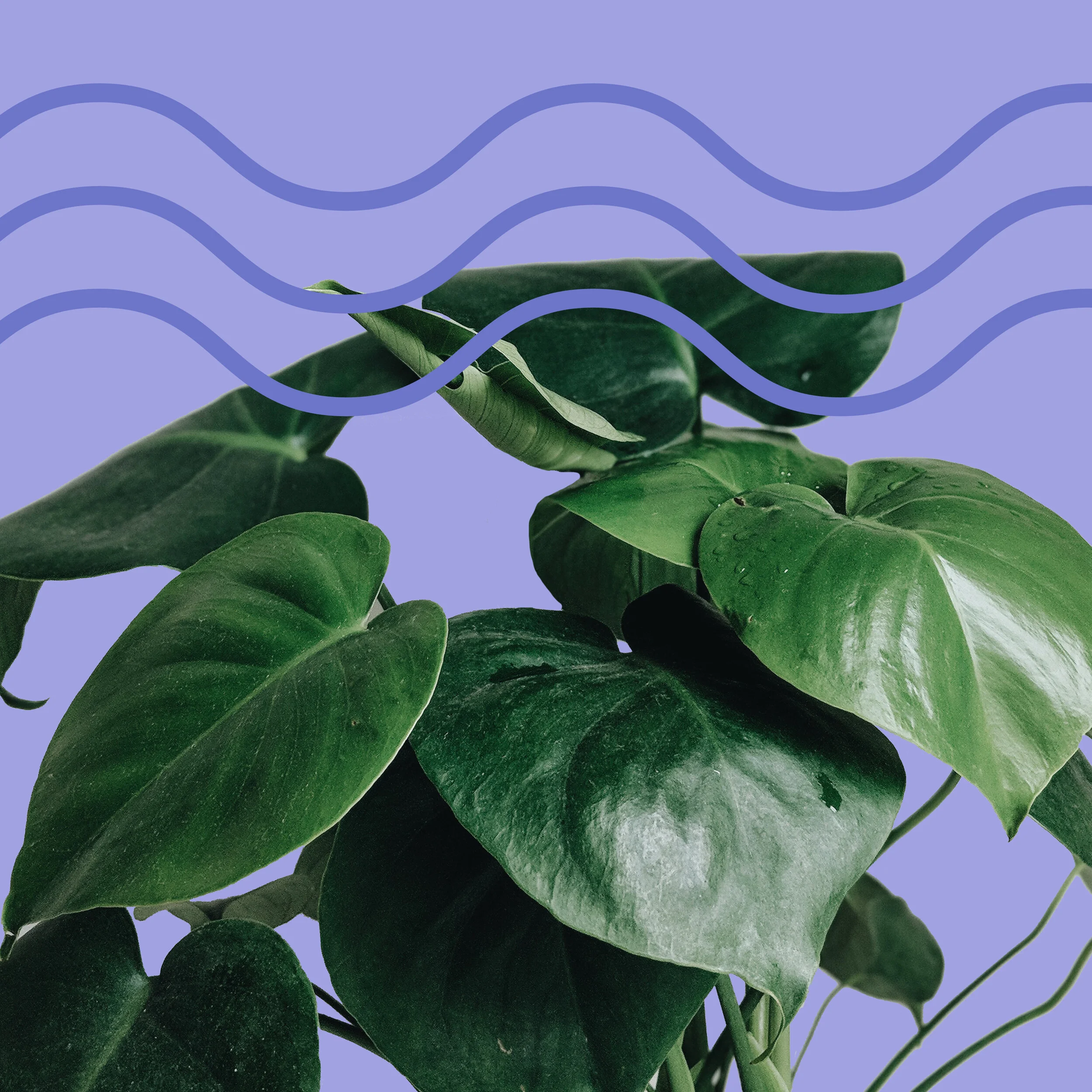 How to Create the Perfect Environment for Houseplants to Thrive