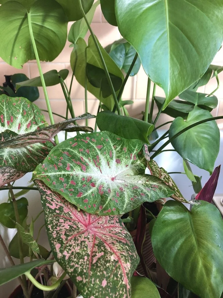 How to Tell If Your Houseplant is Happy
