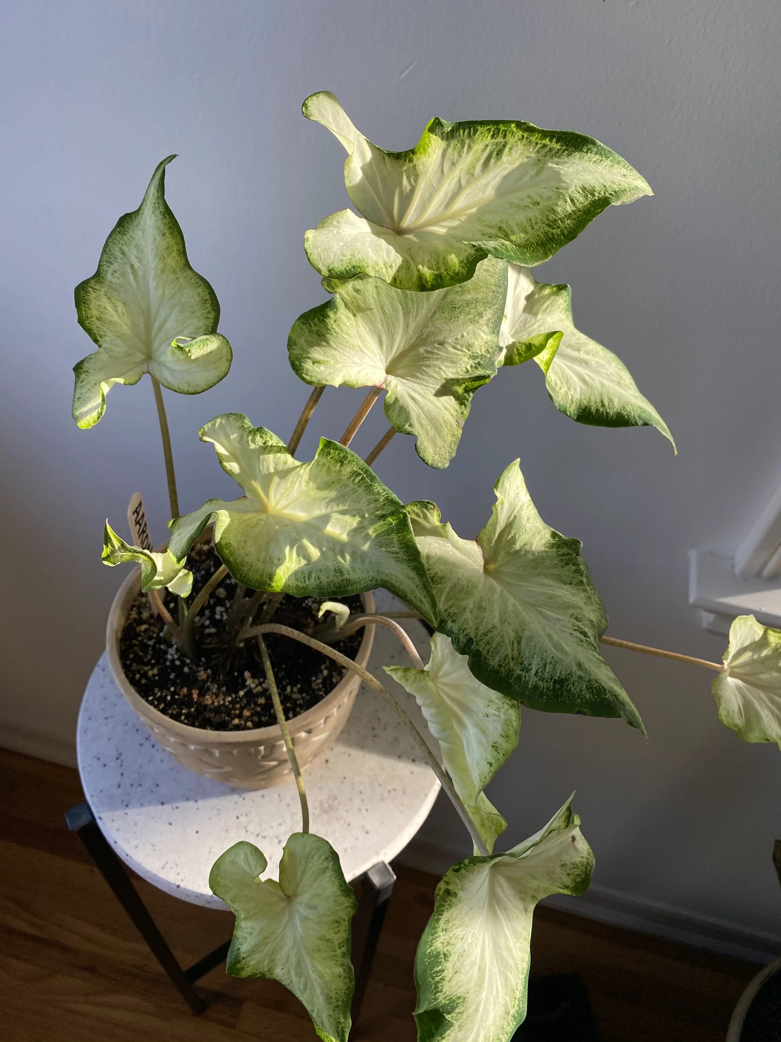 Houseplant Lighting 101: Everything You Need to Know About Light in the Home
