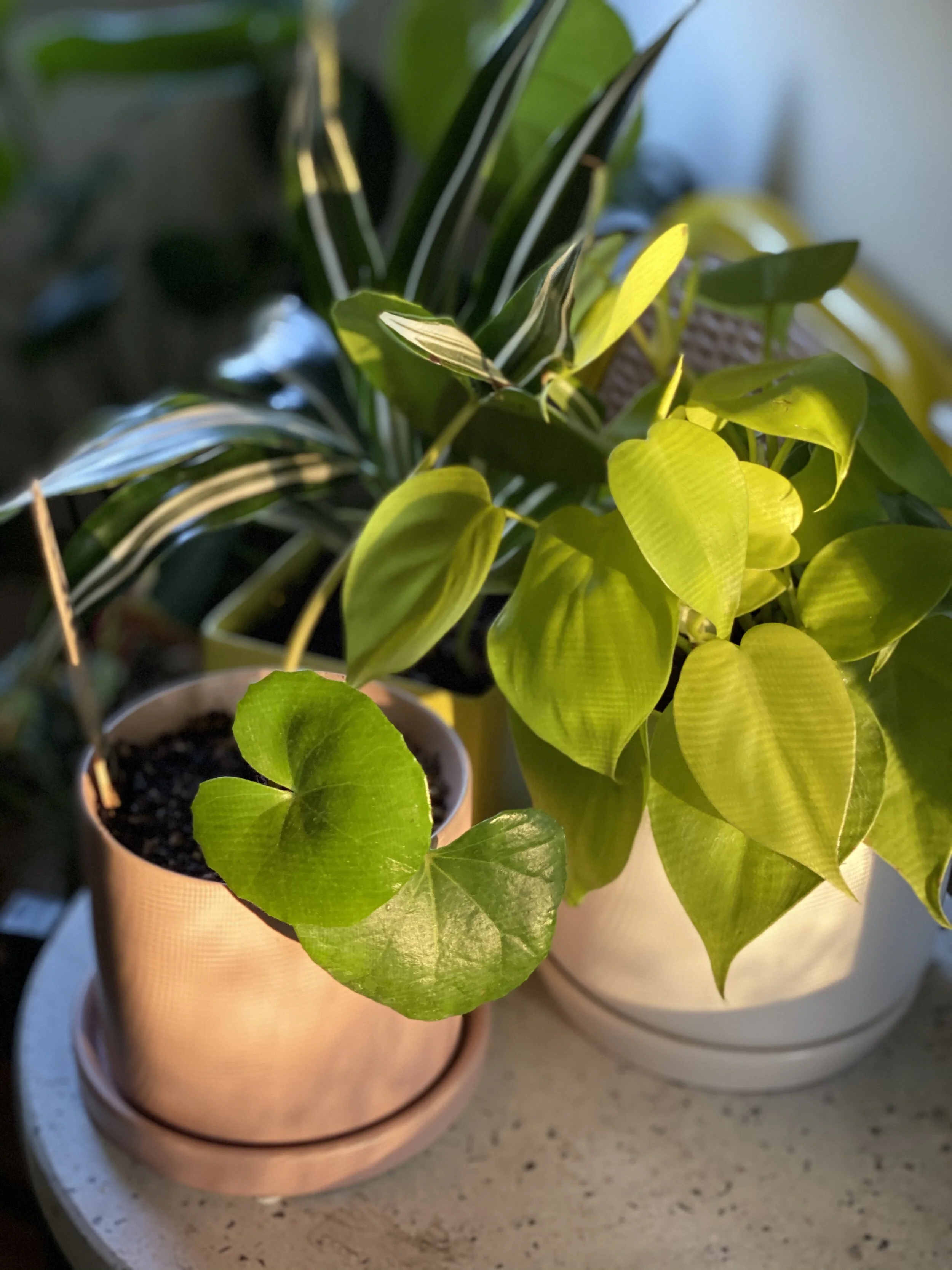 How to Tell When it is Time to Repot Your Plant