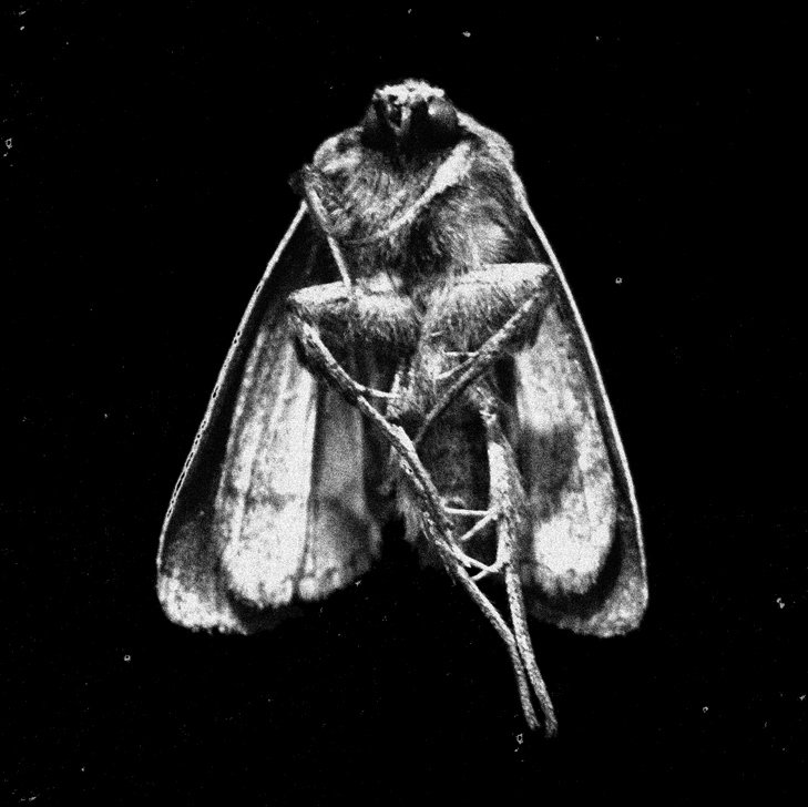 Medina/Walsh - Moth Funeral (Hanged Man Records)