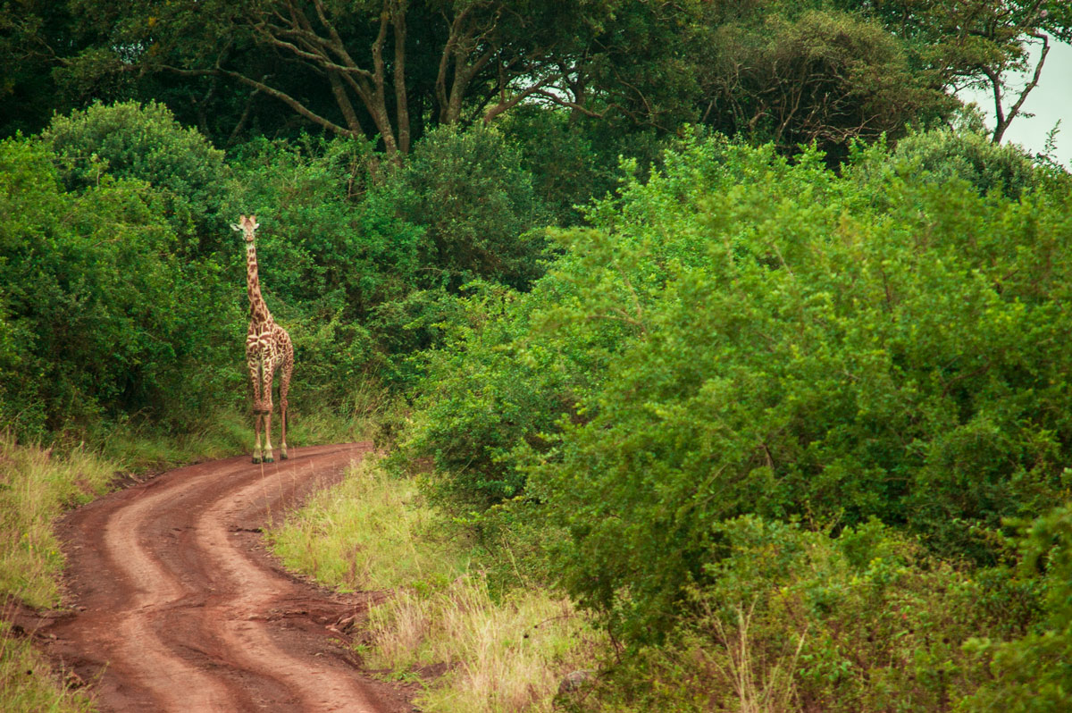 giraffe.jpg
