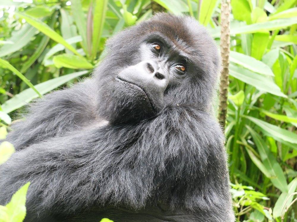 r gorilla2.jpg