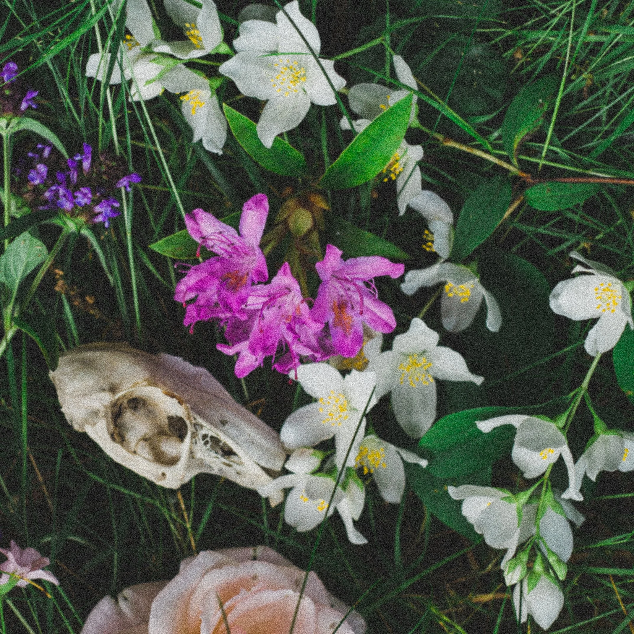 Crake - Lamb's Tail [Digital]