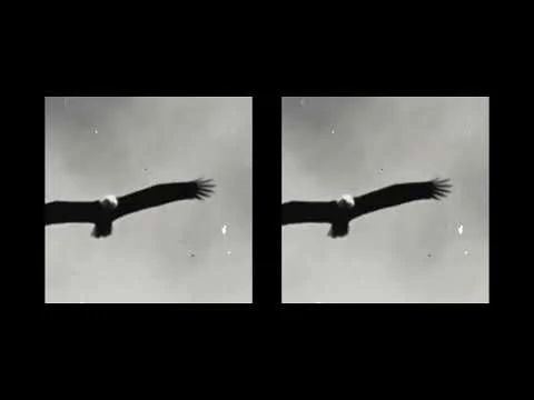 Adam Ross - Drink The First Light [feat. C Duncan]