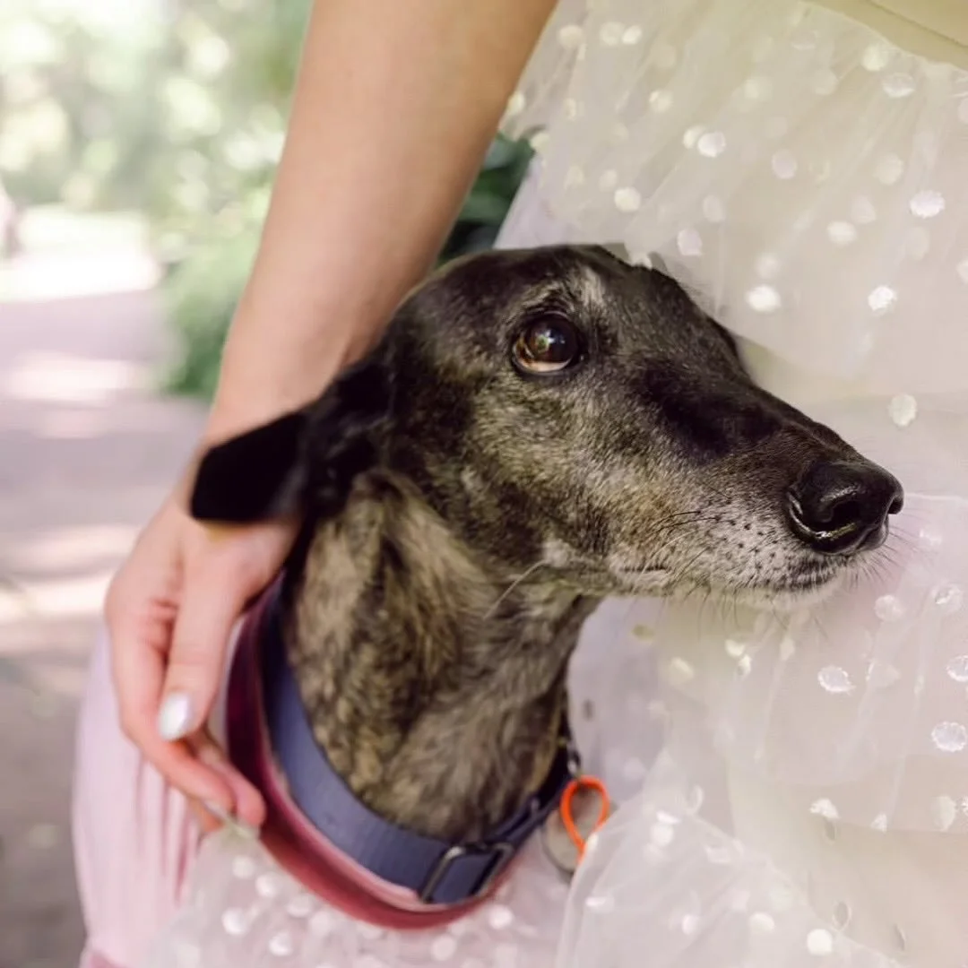 Macy is hands down the cutest maid of honour we&rsquo;ve seen 🐾 matching with her mum in our Madi dress 💕 

Macy&rsquo;s matching outfit made by @auntee_jen @houndtees

📷 @still.muse.stills