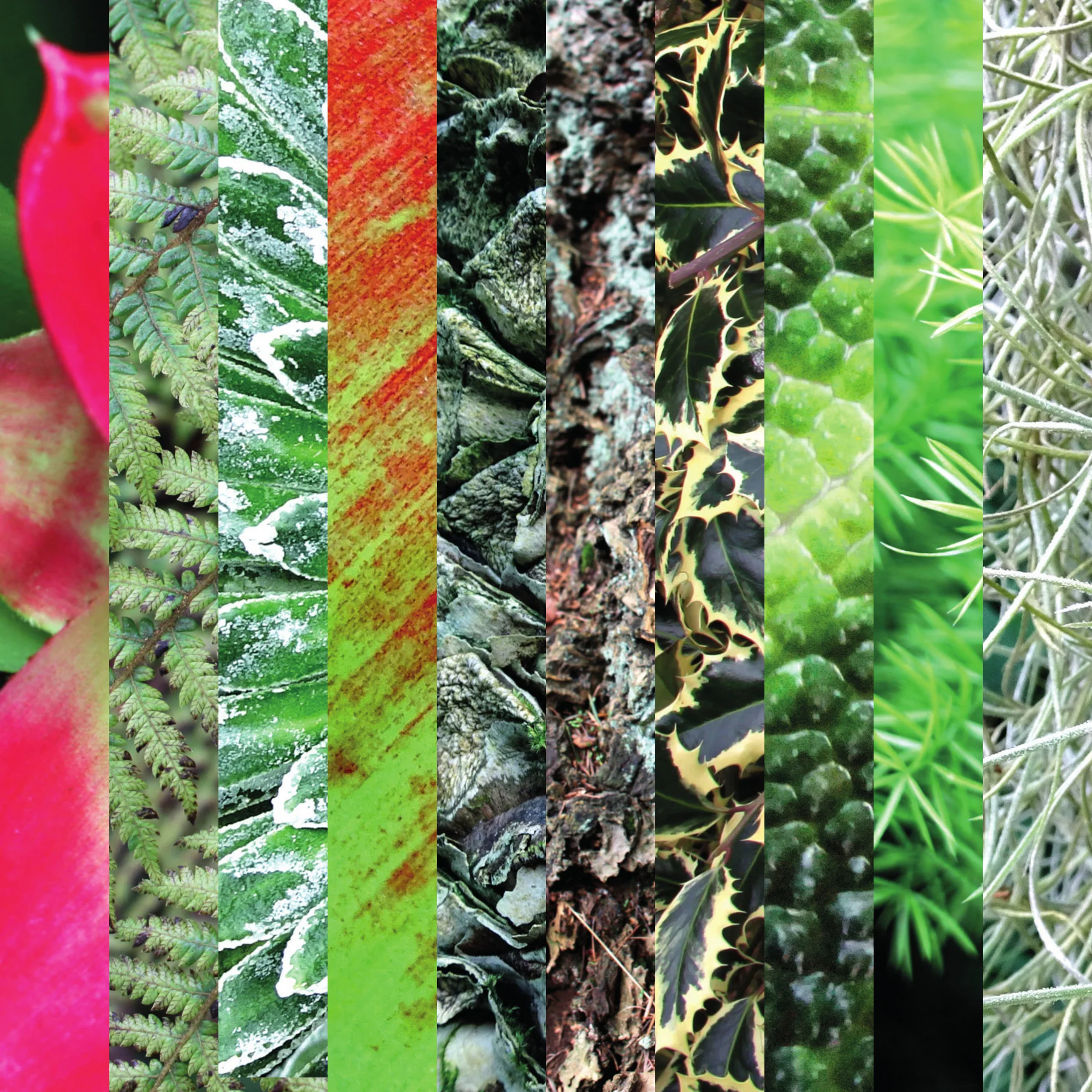 plantae-two-square-spread.jpg