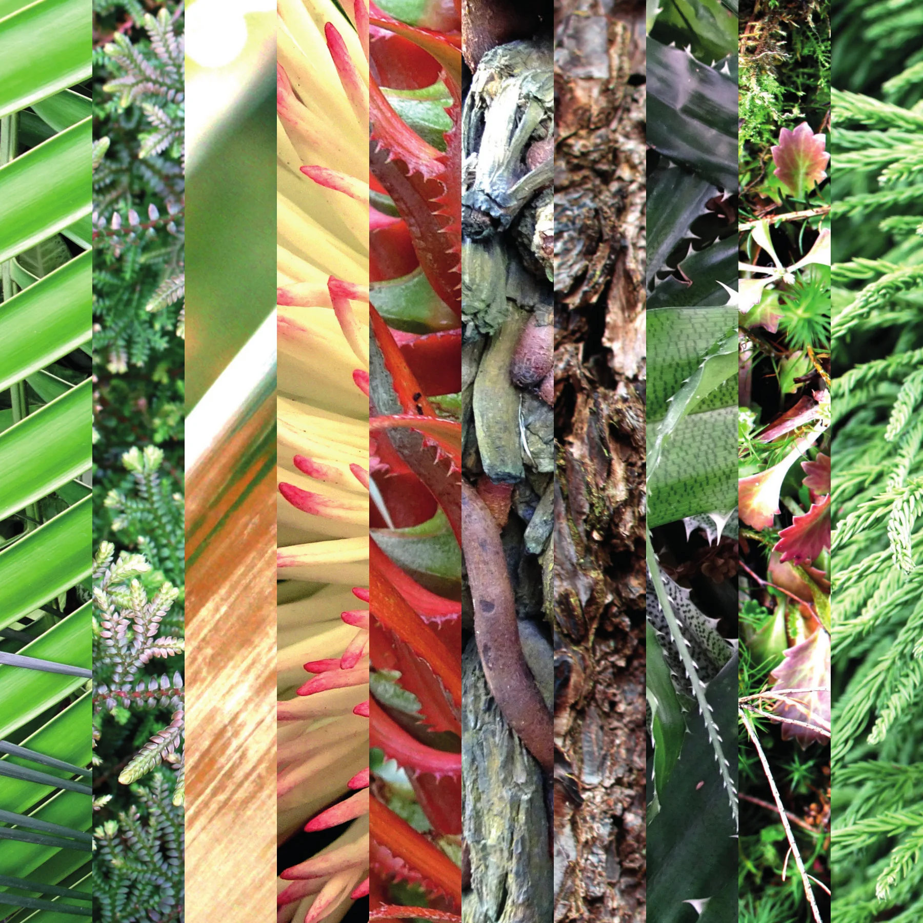 plantae-one-square-spread.jpg