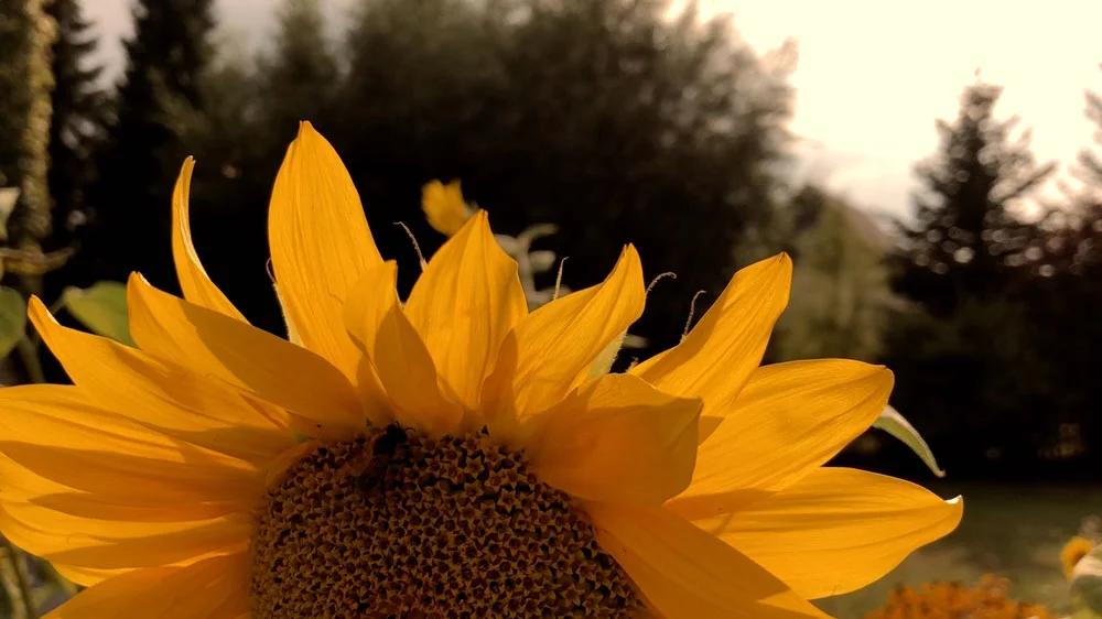 moment of remembrance 14/2019