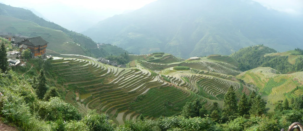 Flooded rice terraces looking terrific. Image: Brian Sterling .