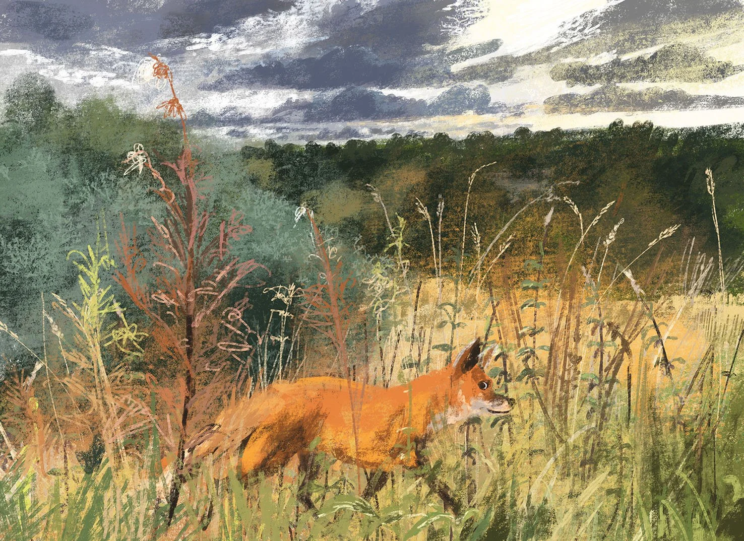 JennyBloomfield_sugarwell fox_web.jpg