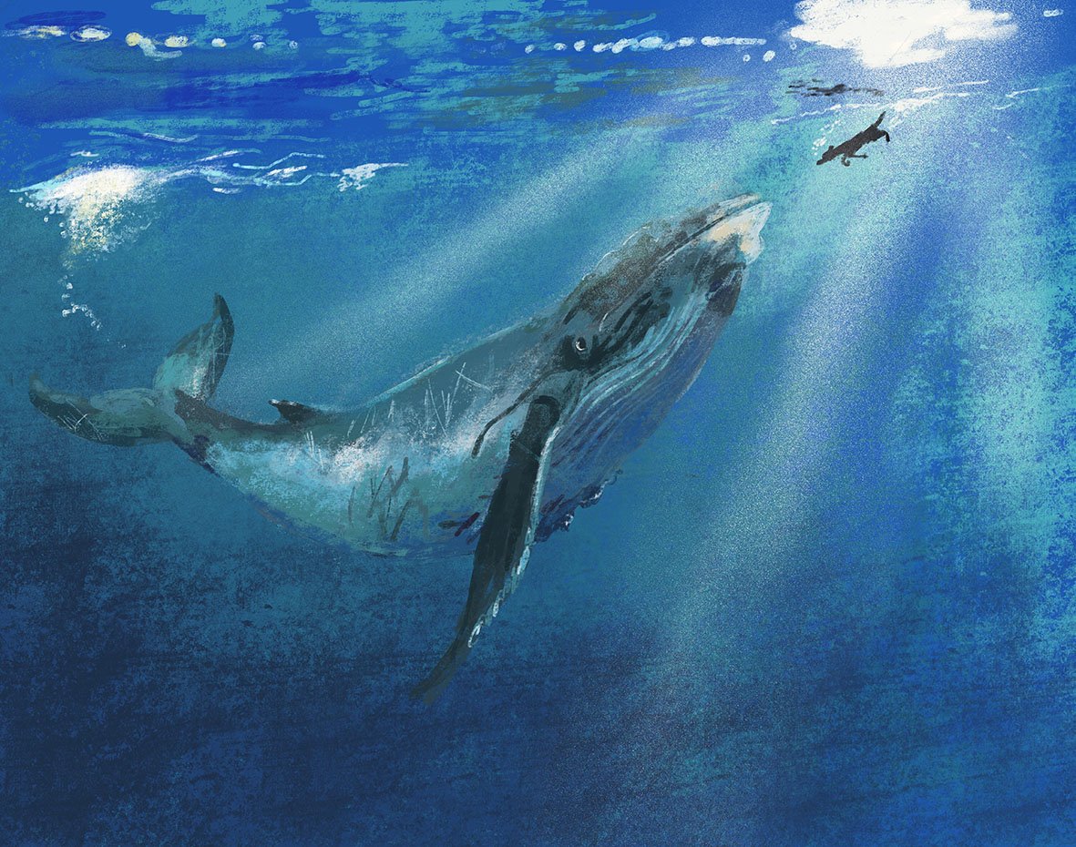 JennyBloomfield_whale&seadog_web.jpg