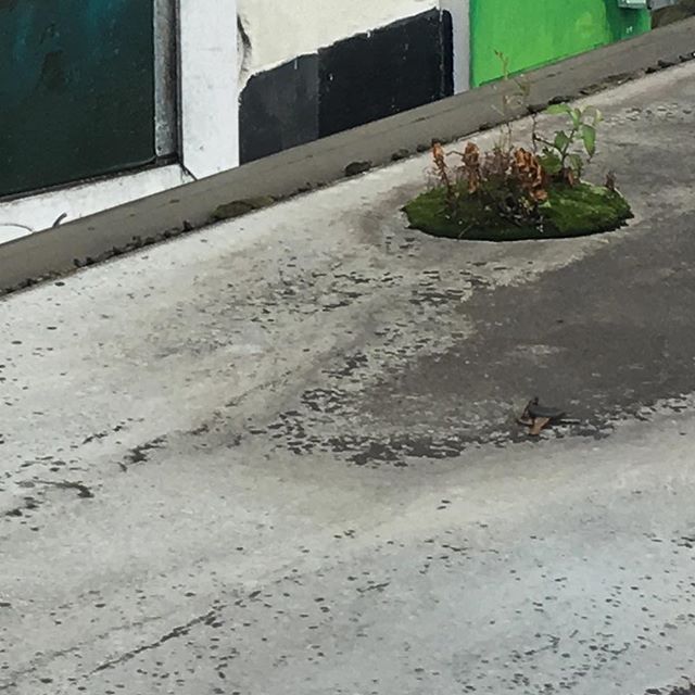 A small ecosystem