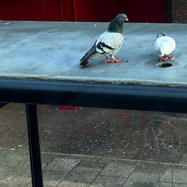 Pigeons