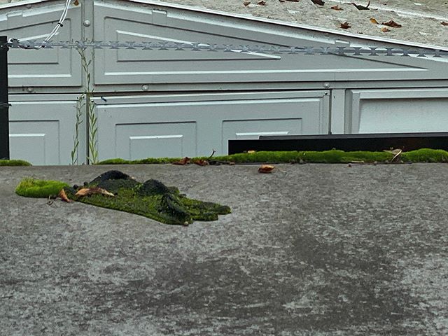 A moss covered glove