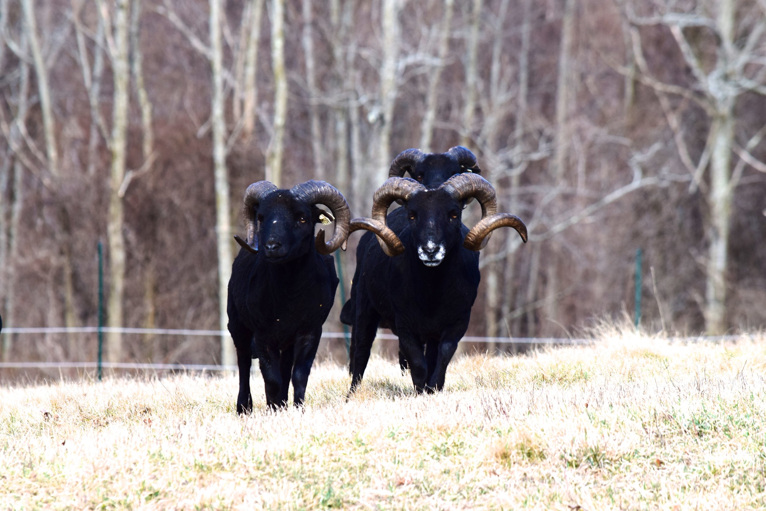 black sheep hill farm black sheep hill farm