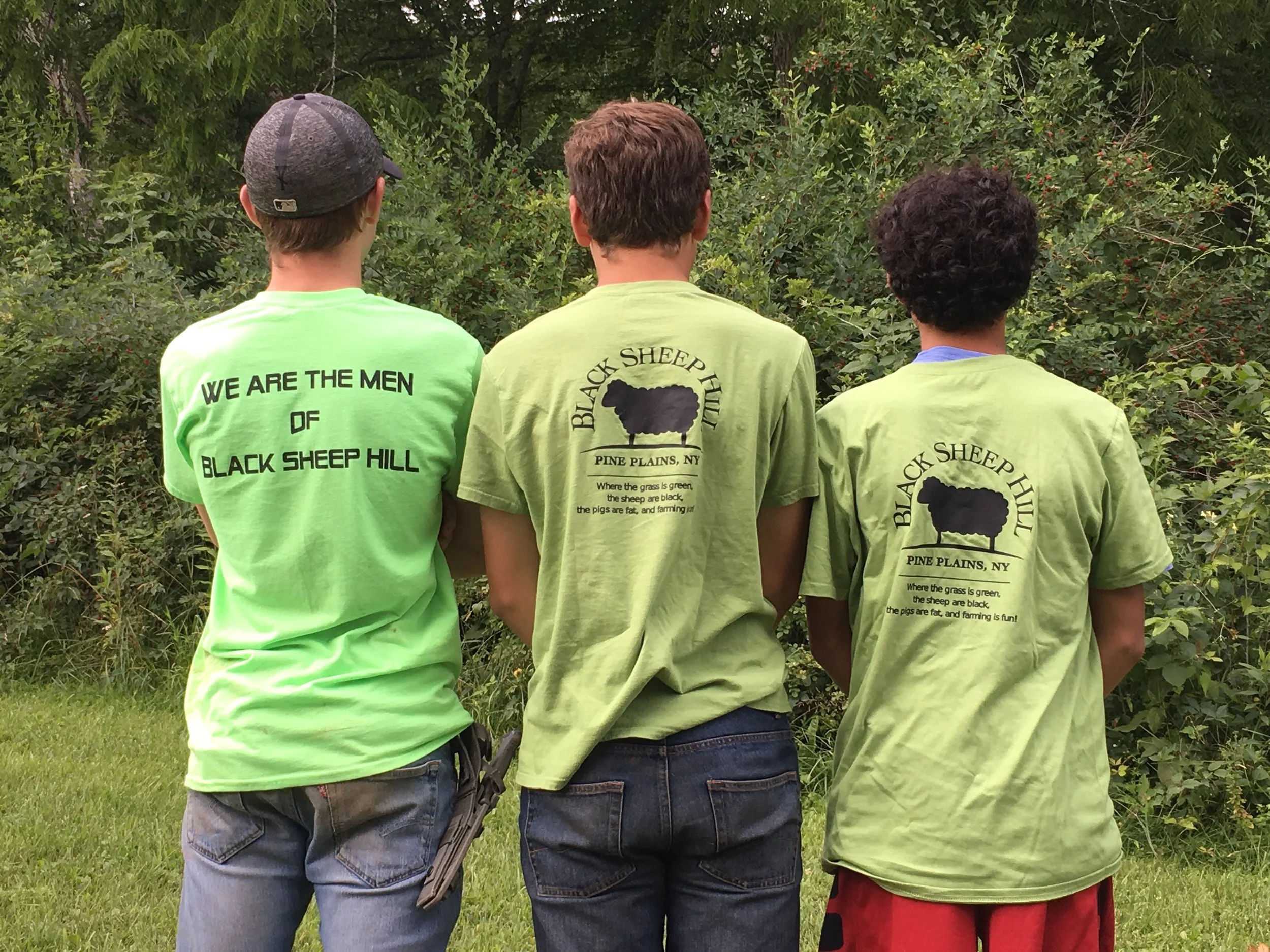 sheep2017 (29).jpg