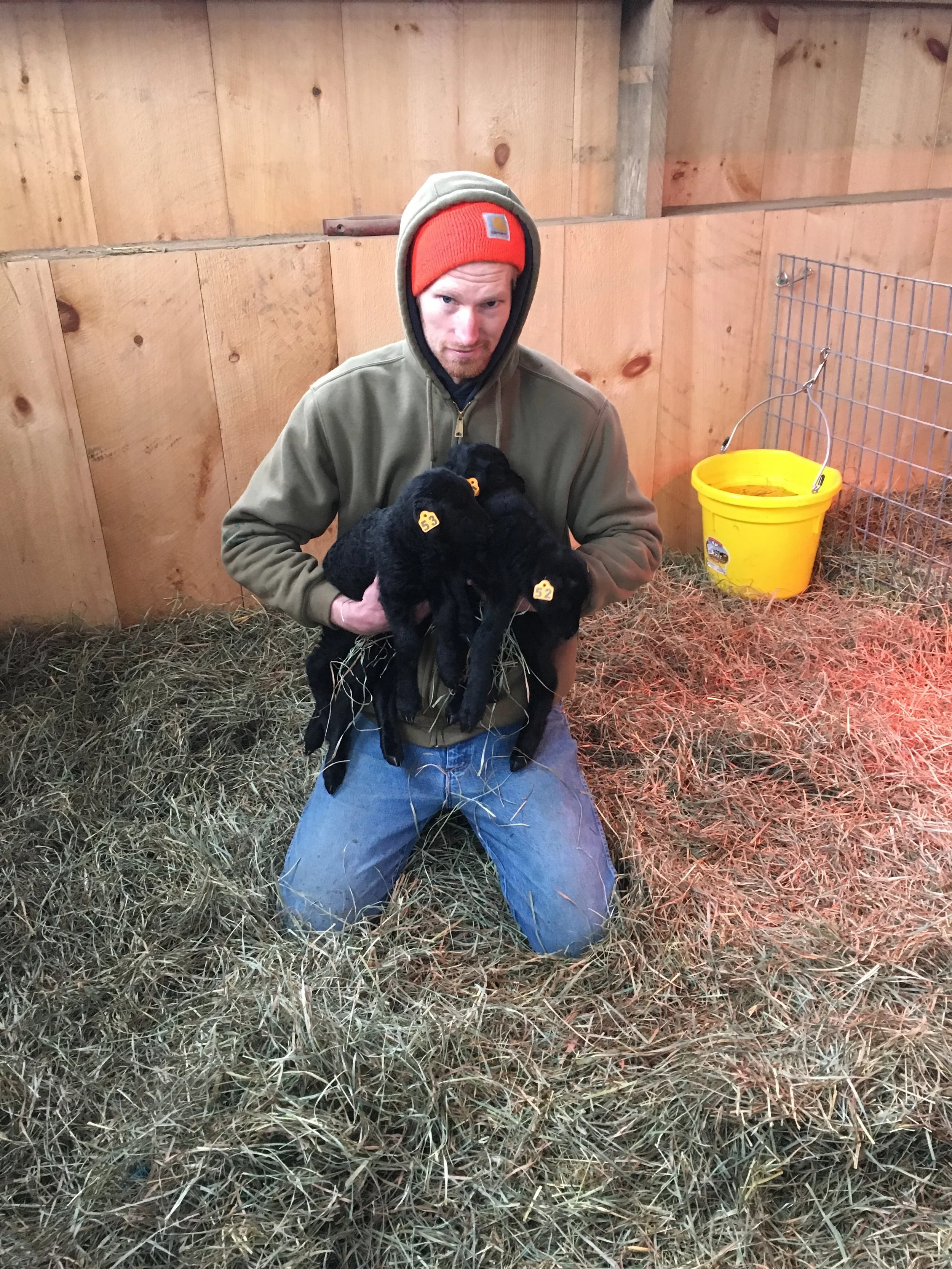 sheep2017 (16).jpg
