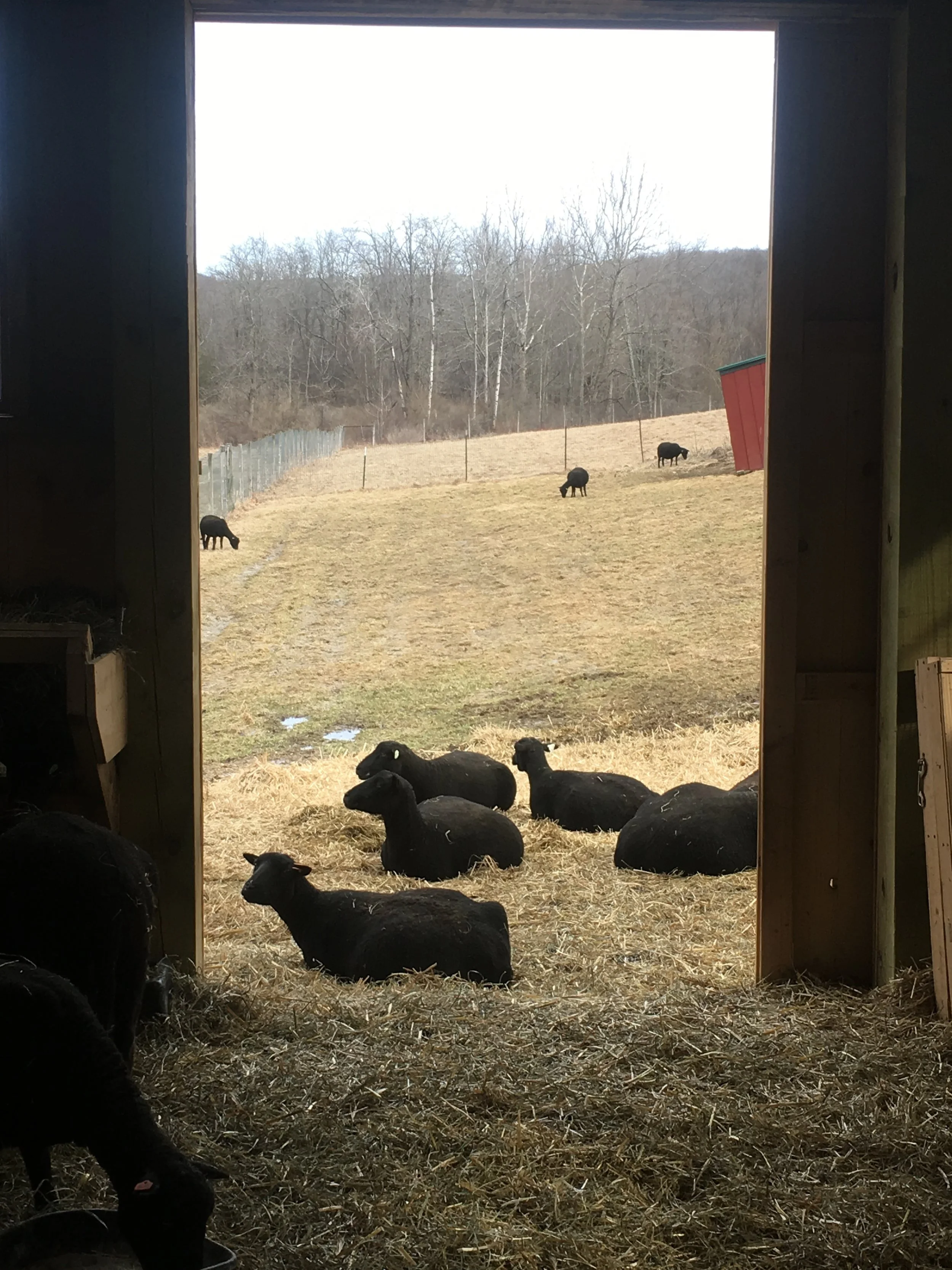 sheep2017 (4).jpg