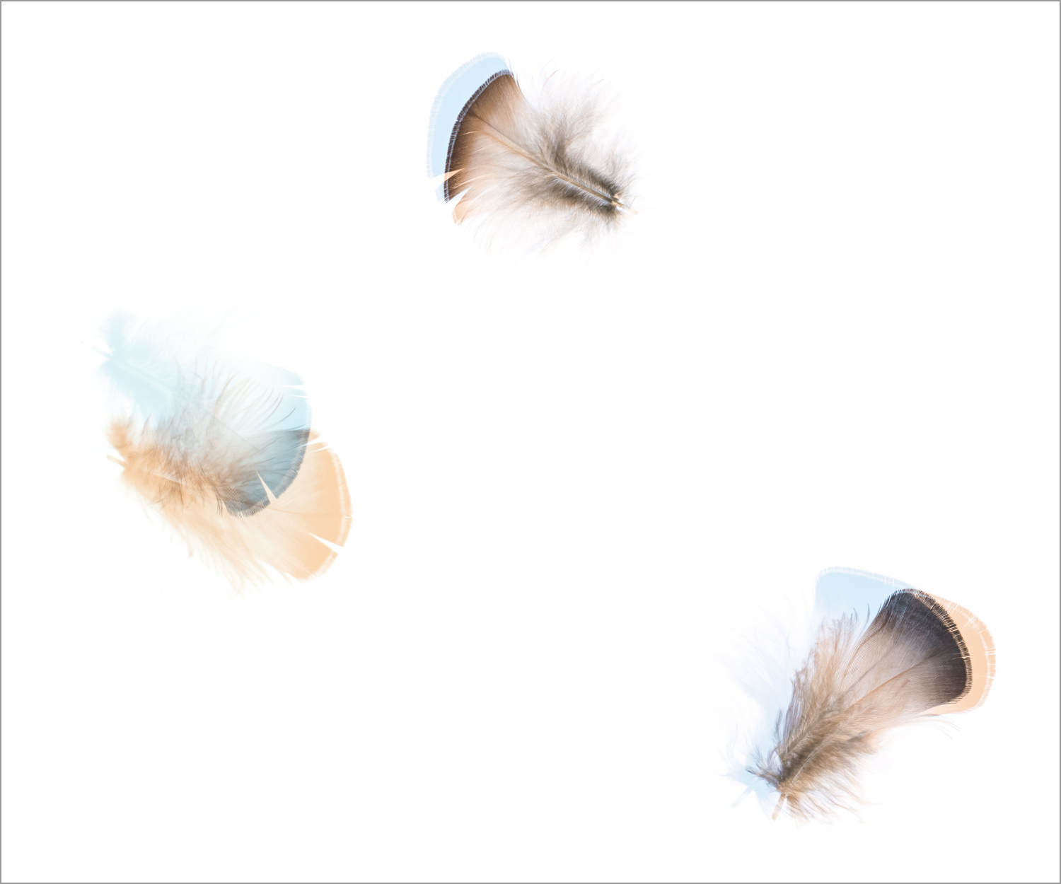 Threshold_OcellatedTurkey_Fall_I.jpg