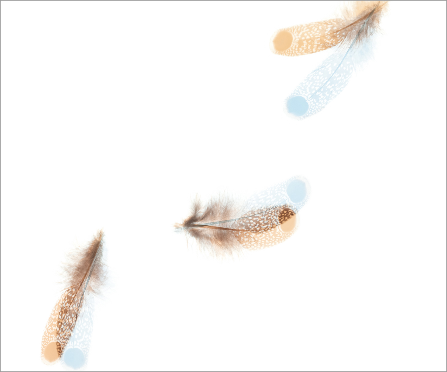 Threshold_PeacockPheasant_Fall_II.jpg