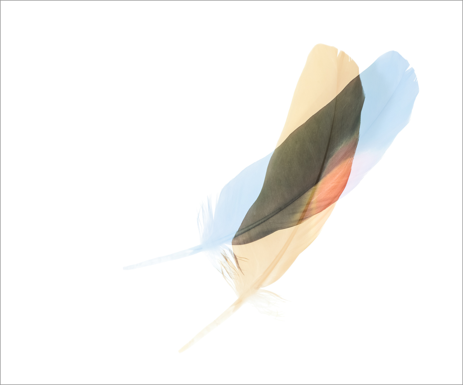 Threshold_WildParrot_Fall_I.jpg