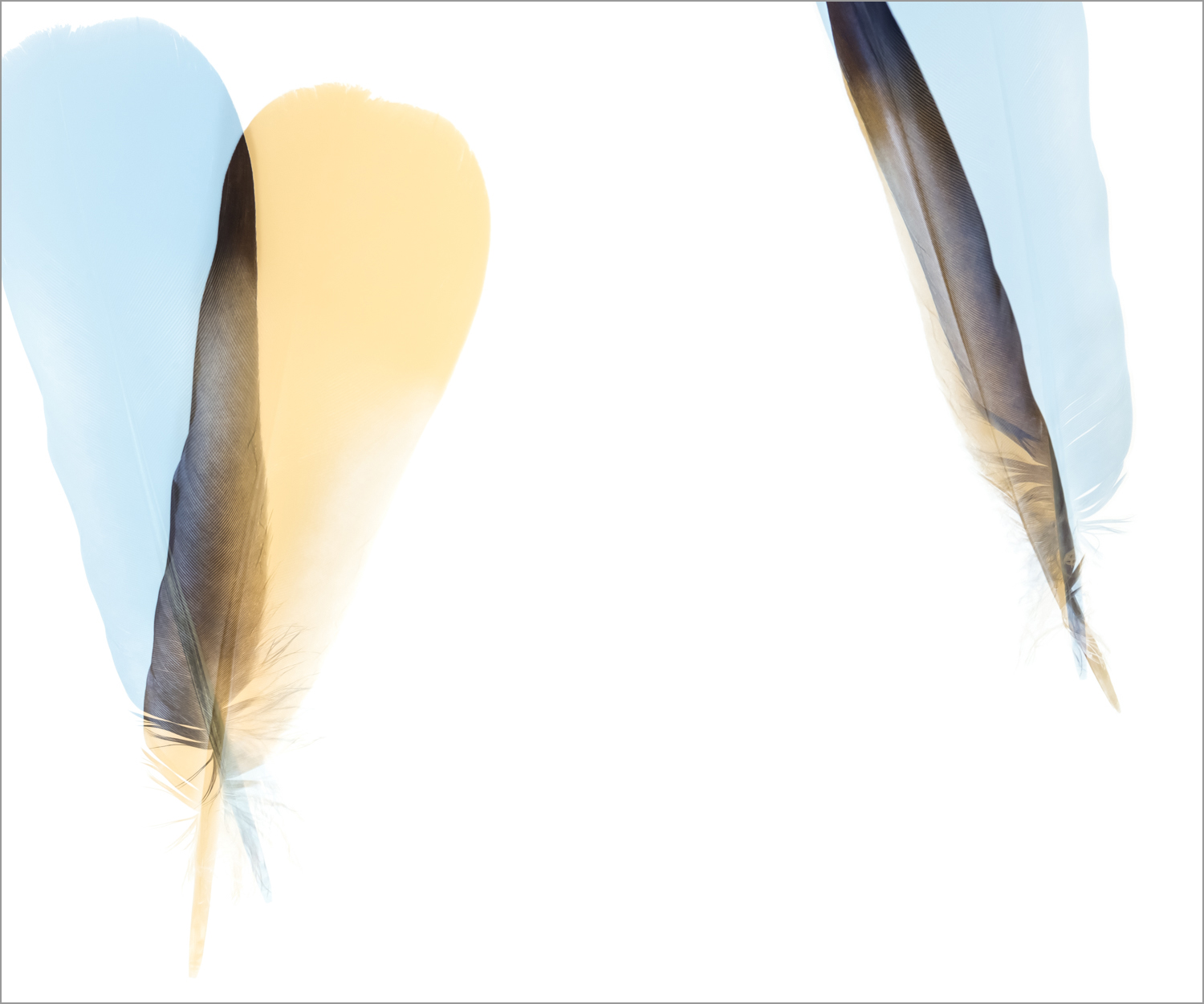 Threshold_WoodPigeon_Fall_V.jpg