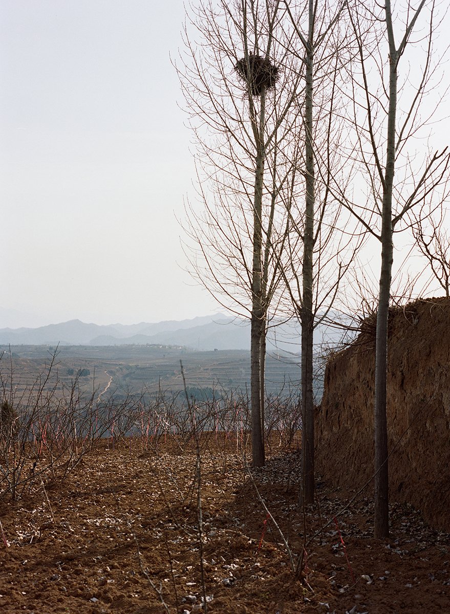 13Leslie Shang  Cypress Slope-A bird's nest-2021.JPG