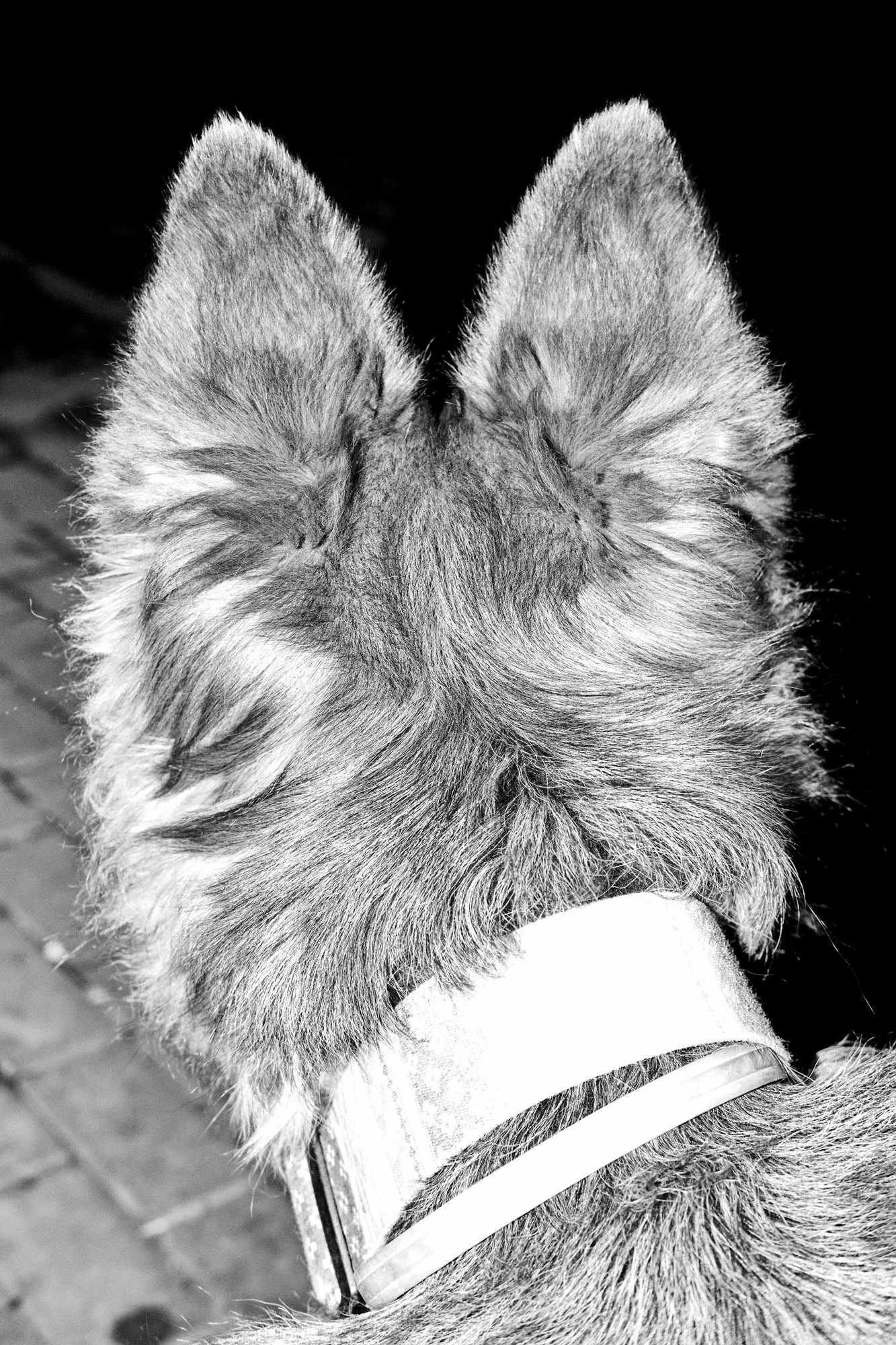   Dominika Muszyńska   www.dominikamuszynska.pl  