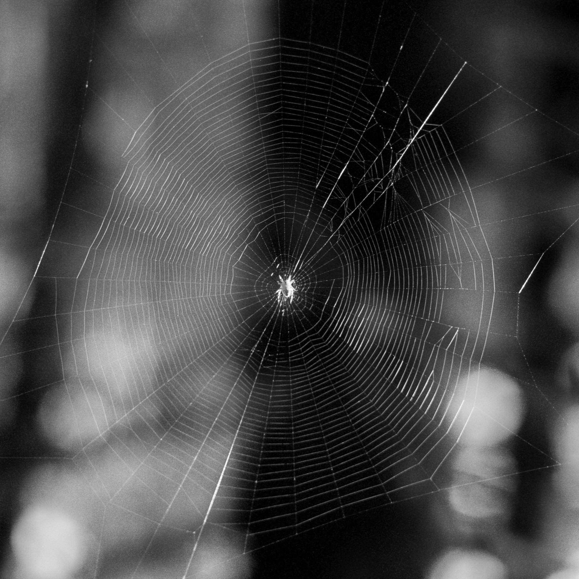   Emmaline Carter   www.emmalinecarter.com  