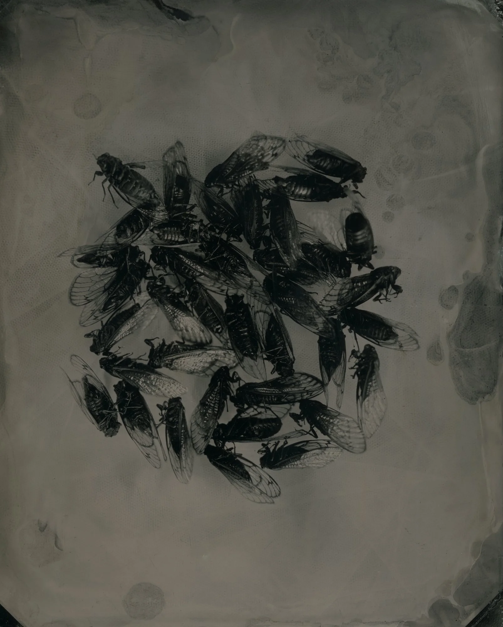   Fatemeh Fani   www.fatemehfani.weebly.com  