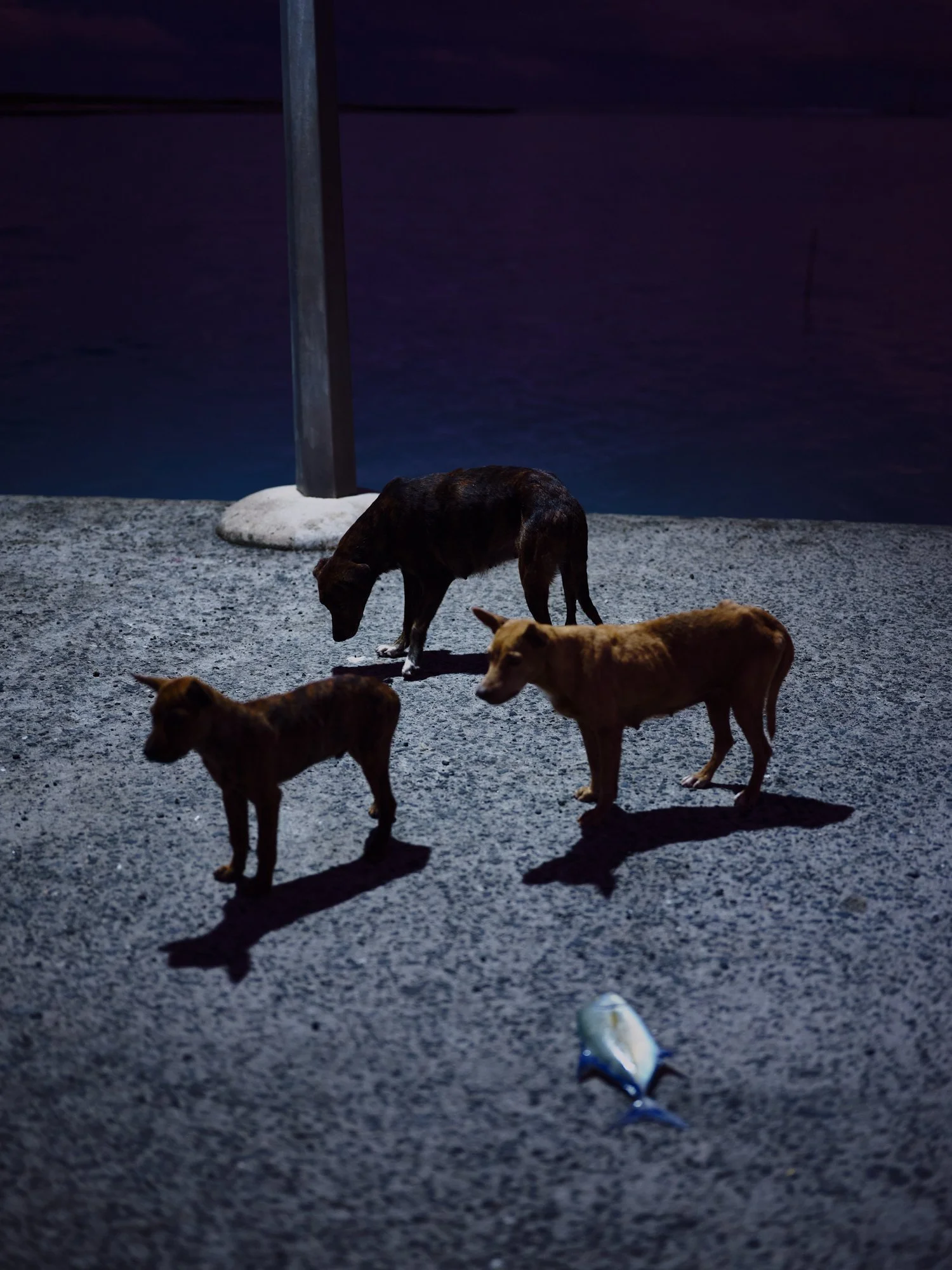   Olivier Lavenac   www.olivierlavenac.com  