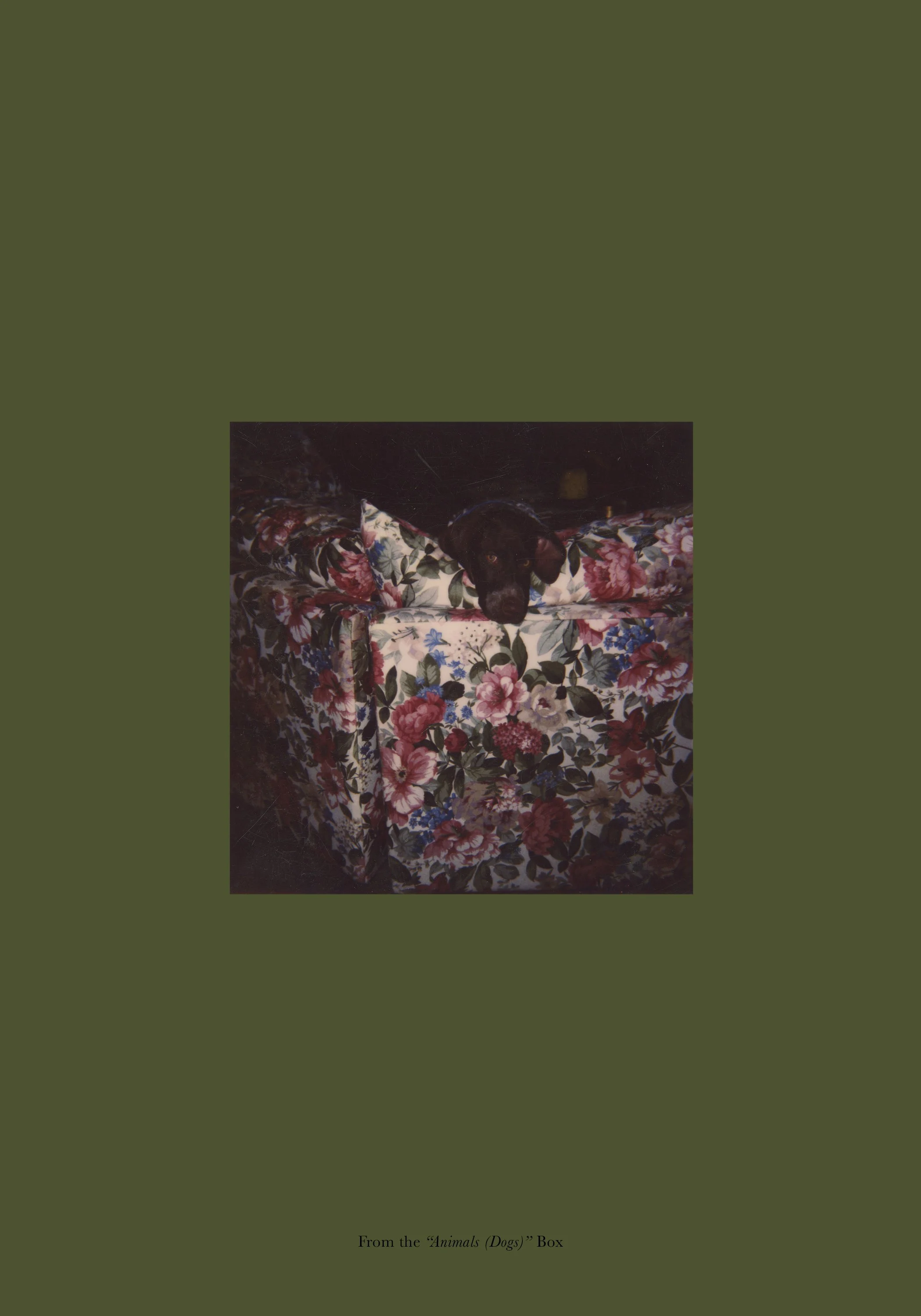  From the  “Animals (Dogs)”  Box 