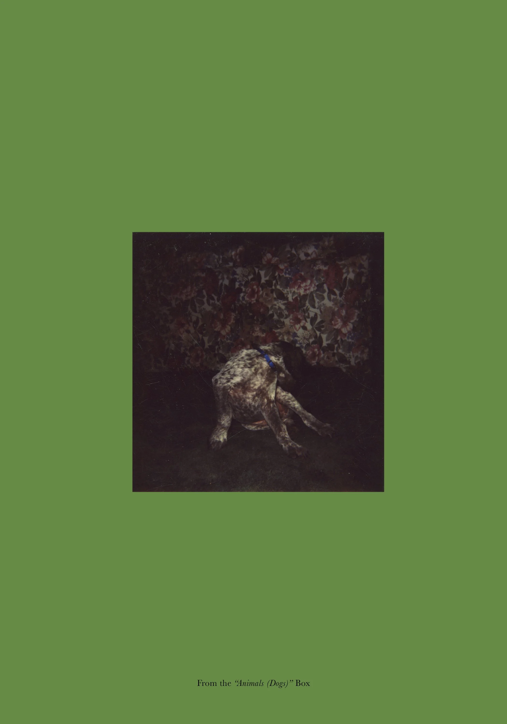  From the  “Animals (Dogs)”  Box 