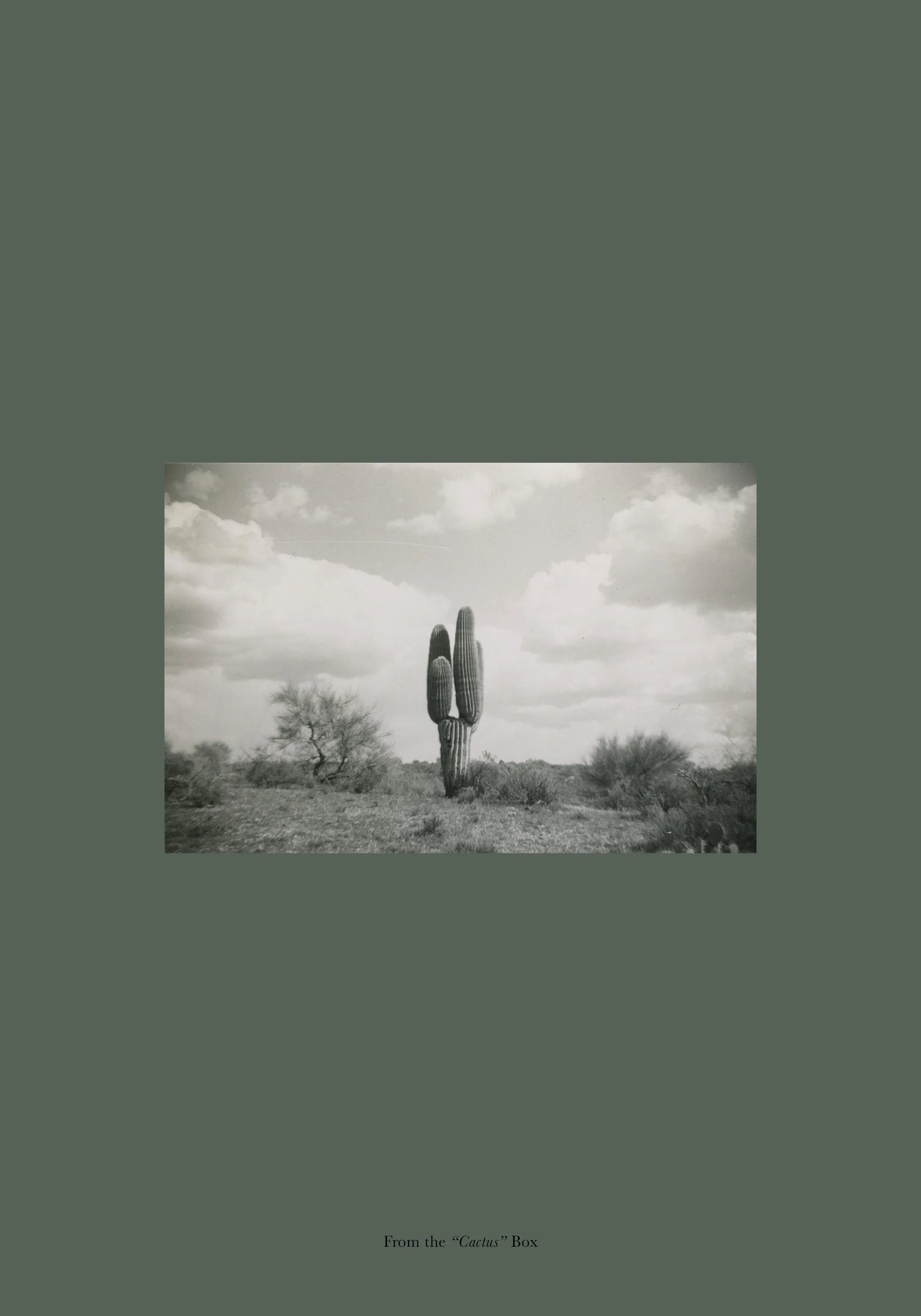  From the  “Cactus”  Box 