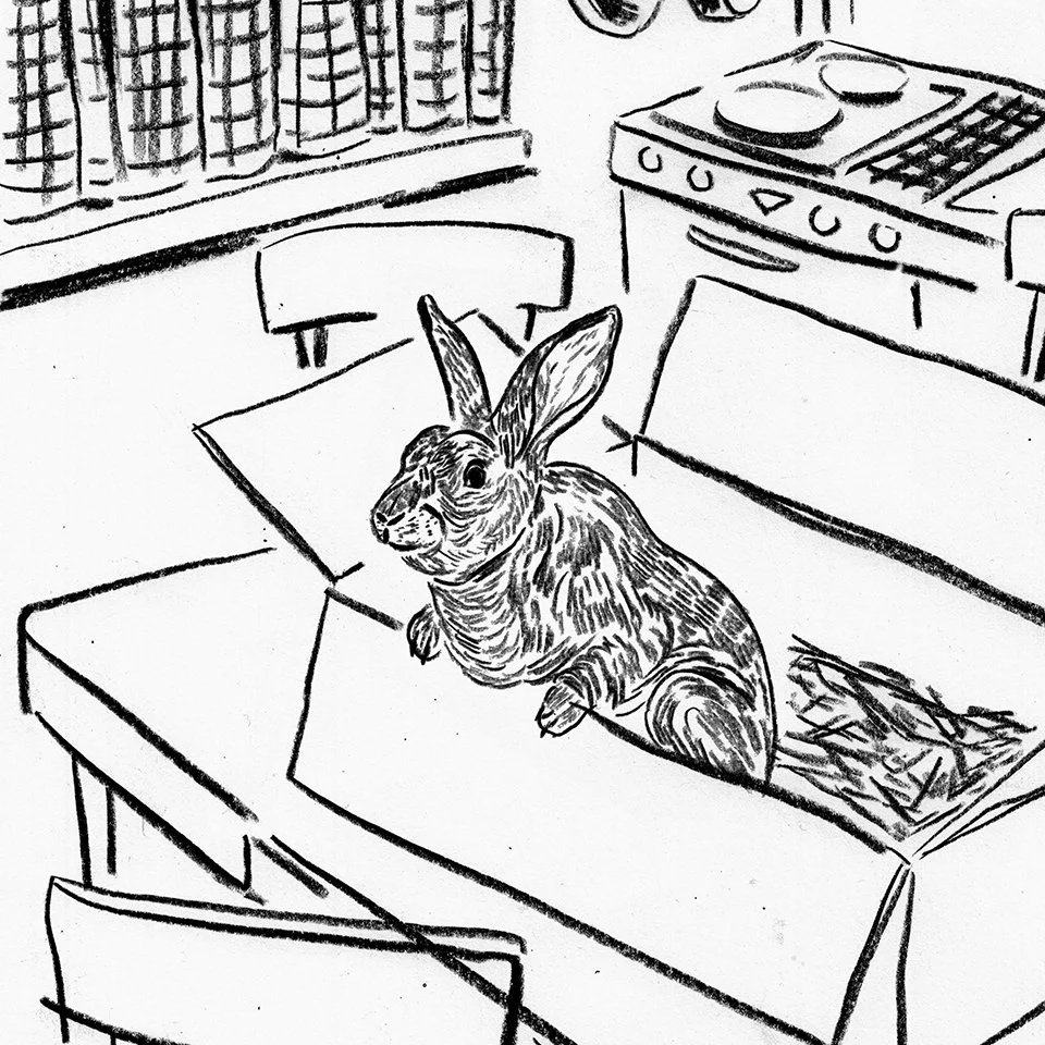 28_kaninchen1_edithcarron_zeichnung_quadrat_3.jpg