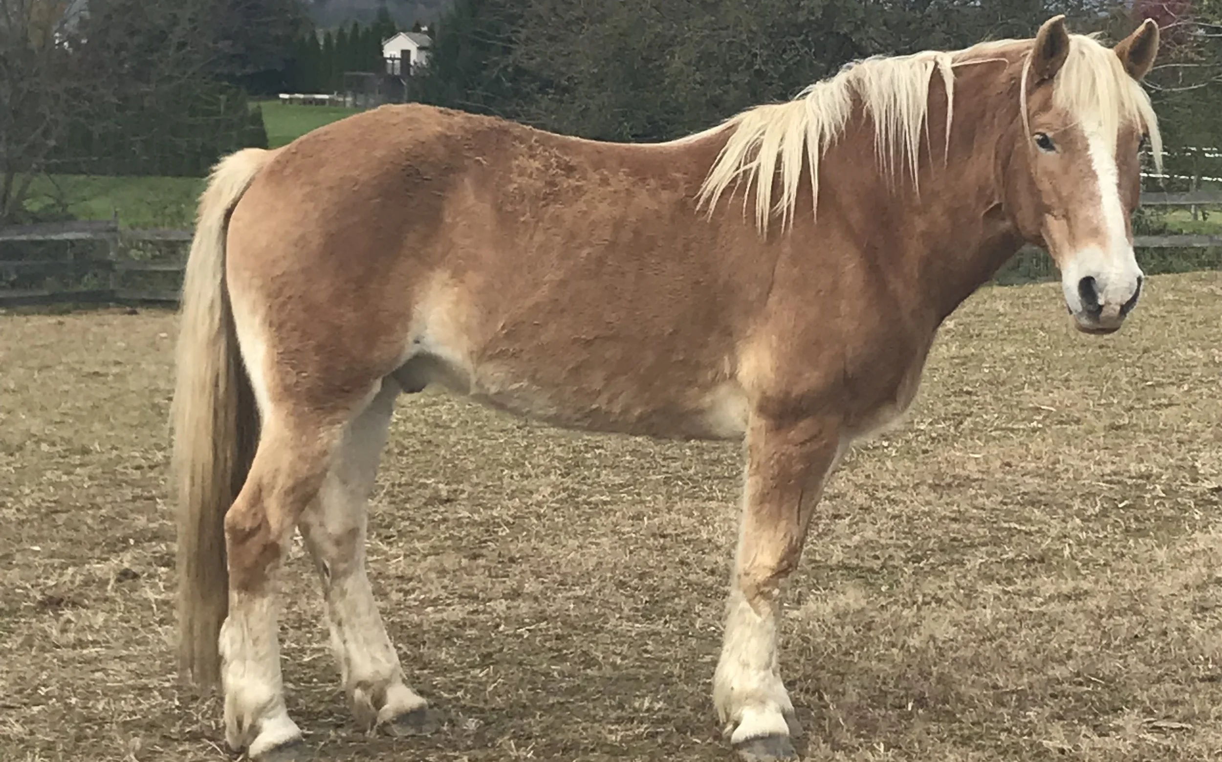 Renny - our new Halflinger - his name is Gaelic for “small but mighty”