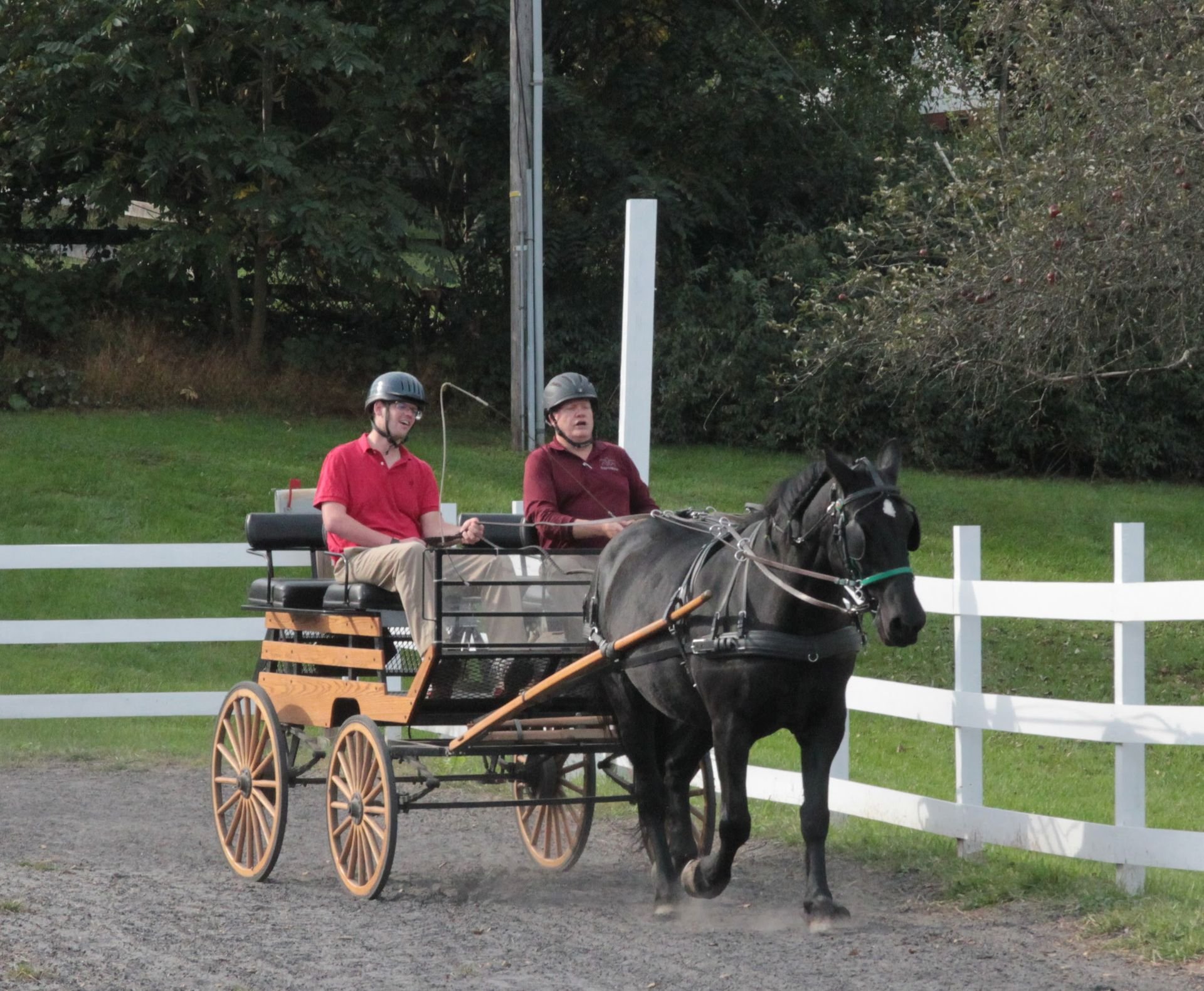 Therapeutic Carriage Driving — Equi-librium - Healing Through Horses