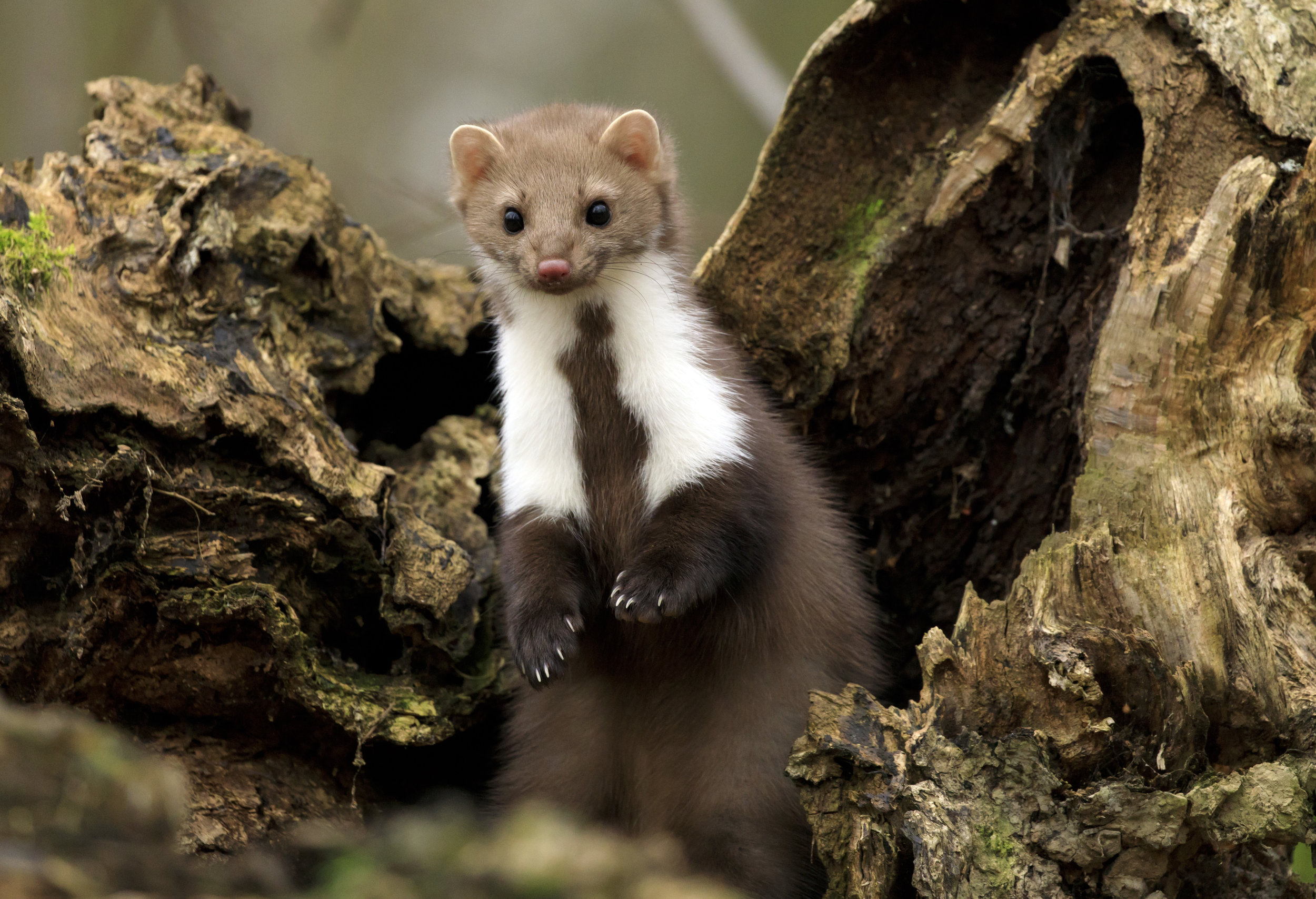 Don't Be a Slimy Weasel