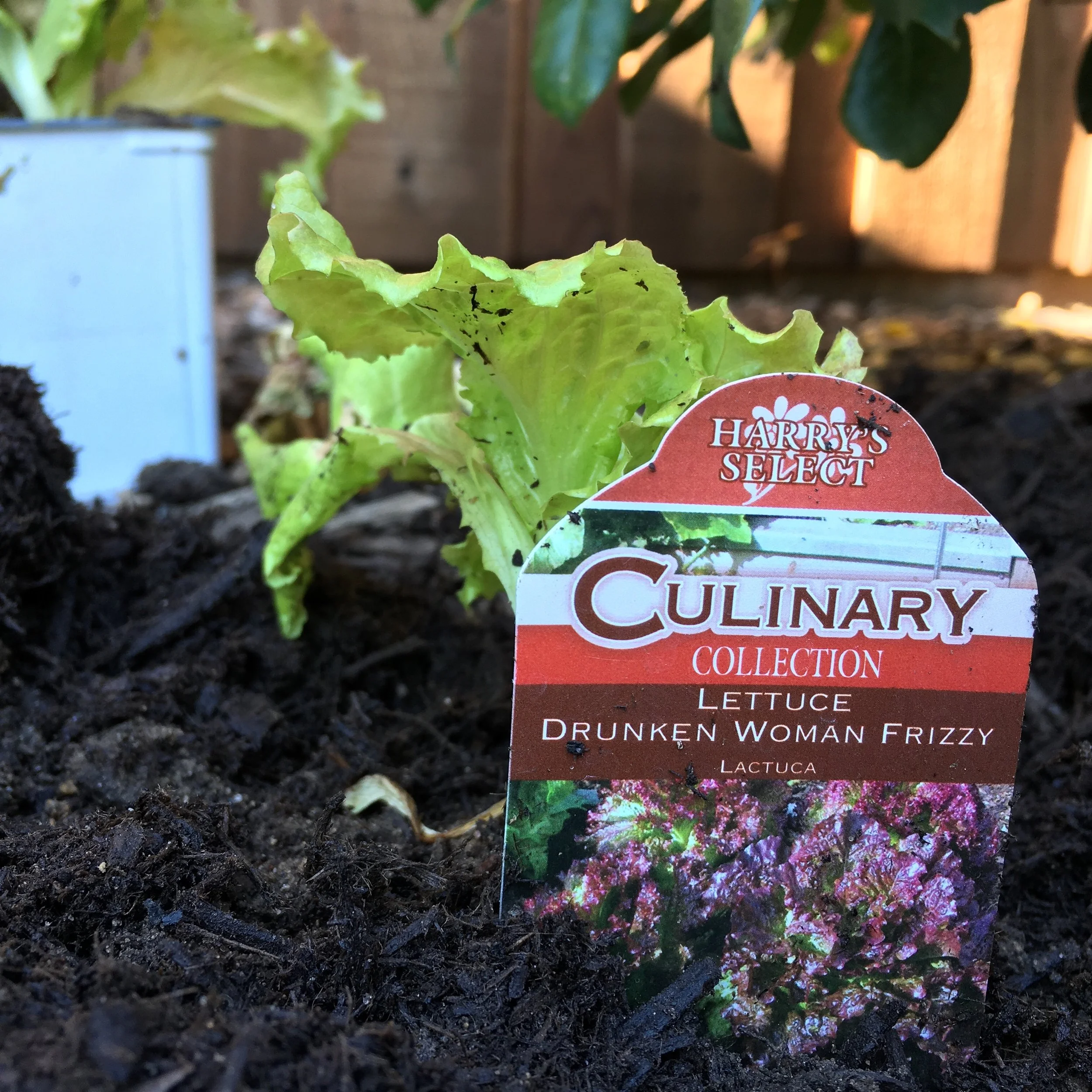 Part 3 - Drunken Woman Frizzy Lettuce 