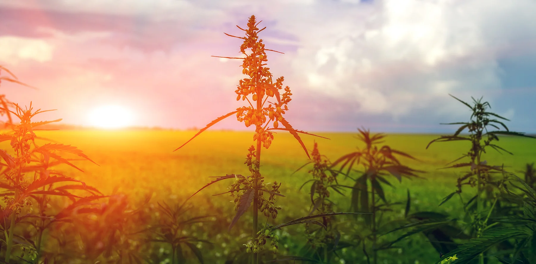 hemp_sunset.jpg