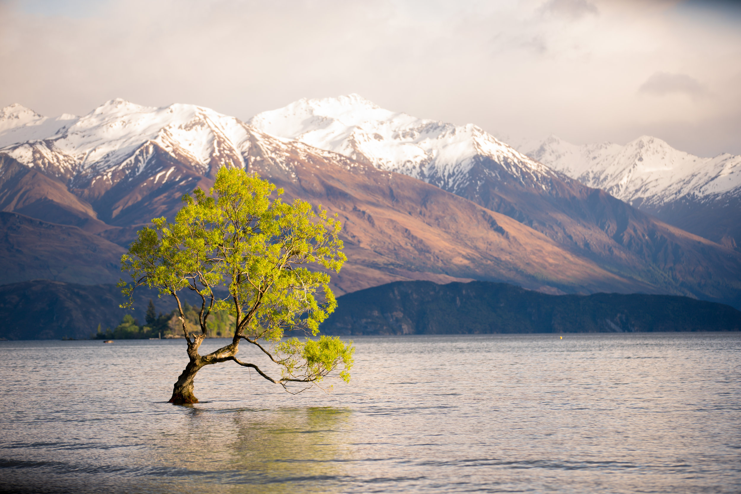 wanaka_tree.jpg