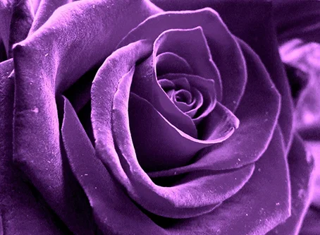 Plum Rose