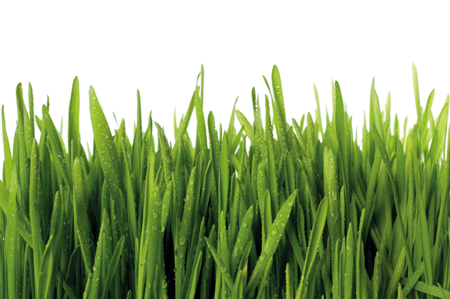 iStock_000008515351XLarge_komp.png