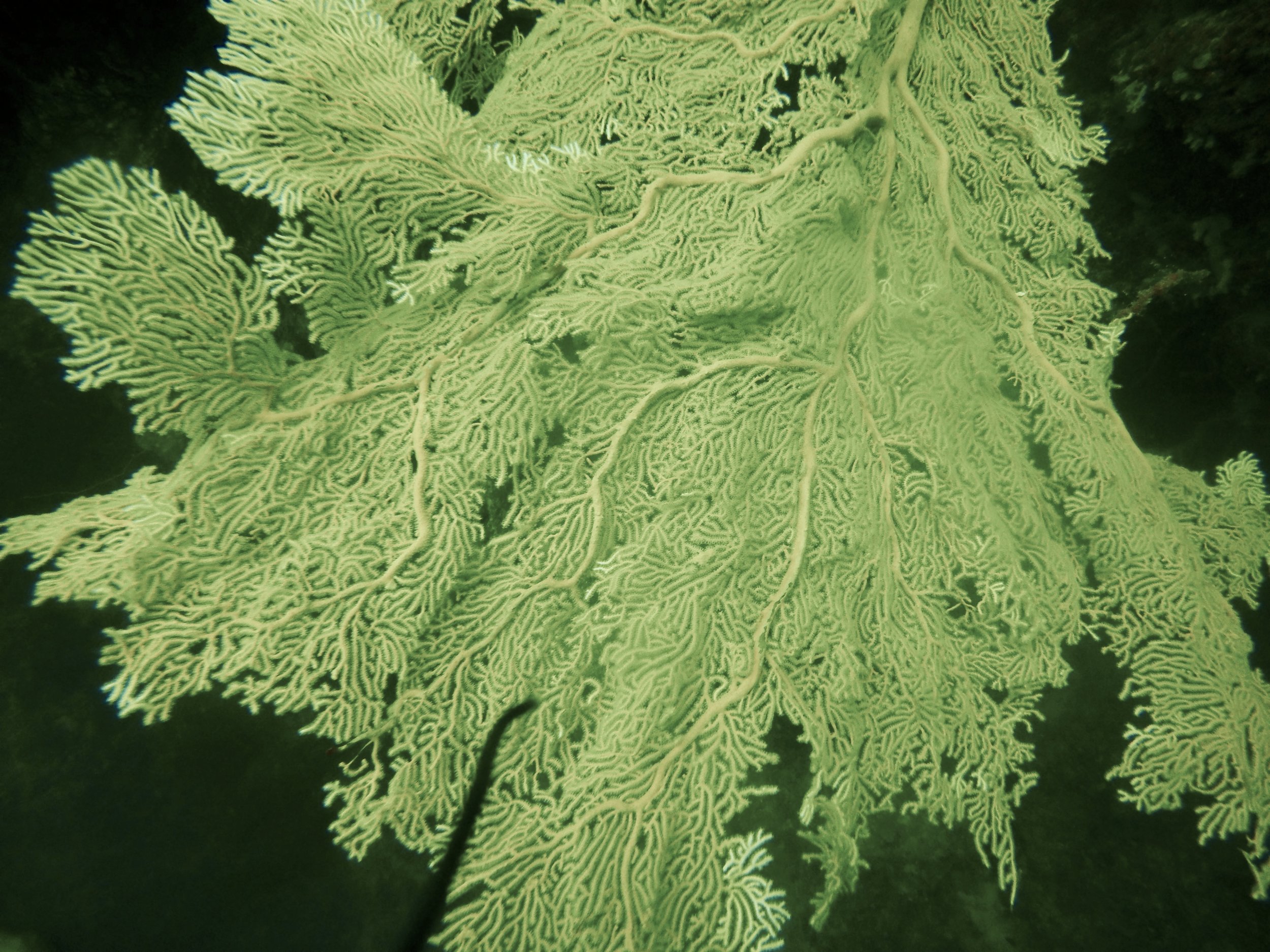 A huge gorgonian fan coral at the Inner Reef Wall near Areu Pass. The fan measures more than ten feet in length and in breath.