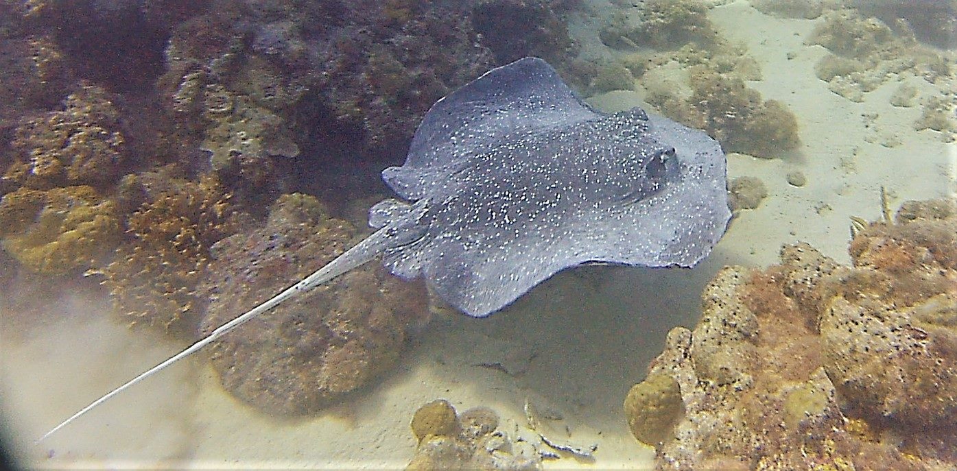 Dive3.jpg