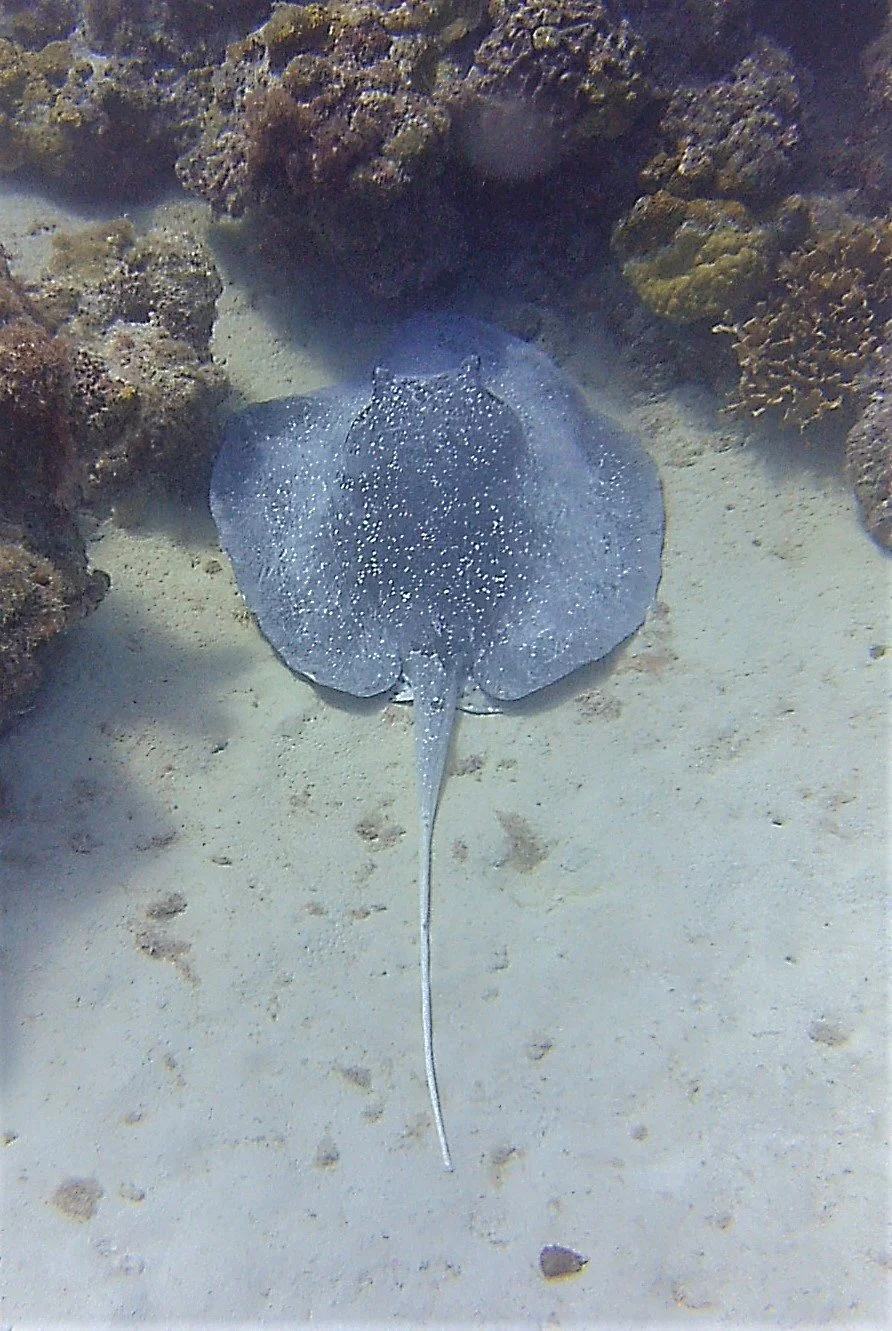 White Tail Stingray