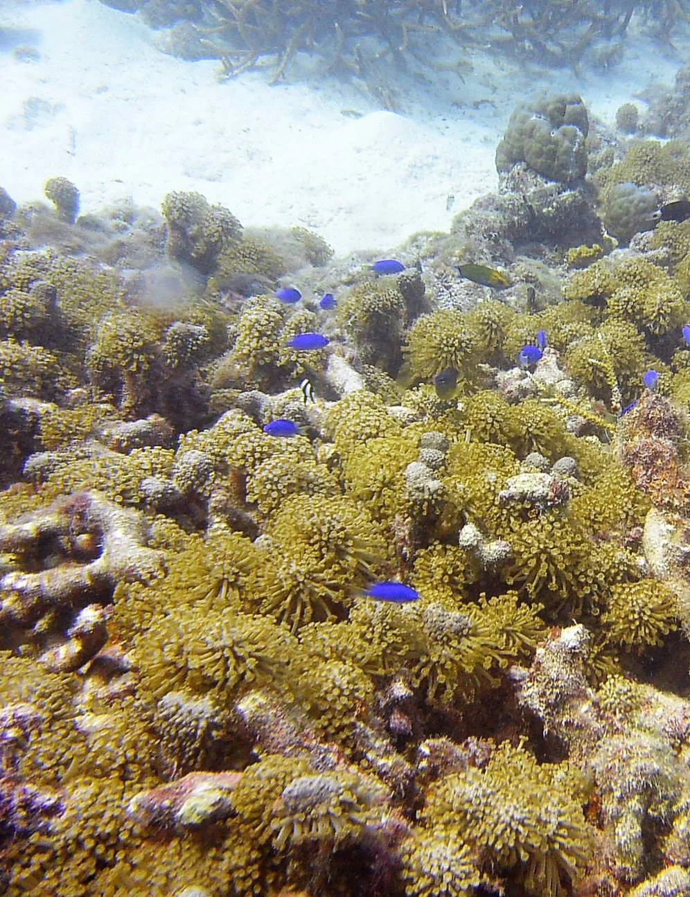 Dive9.jpg