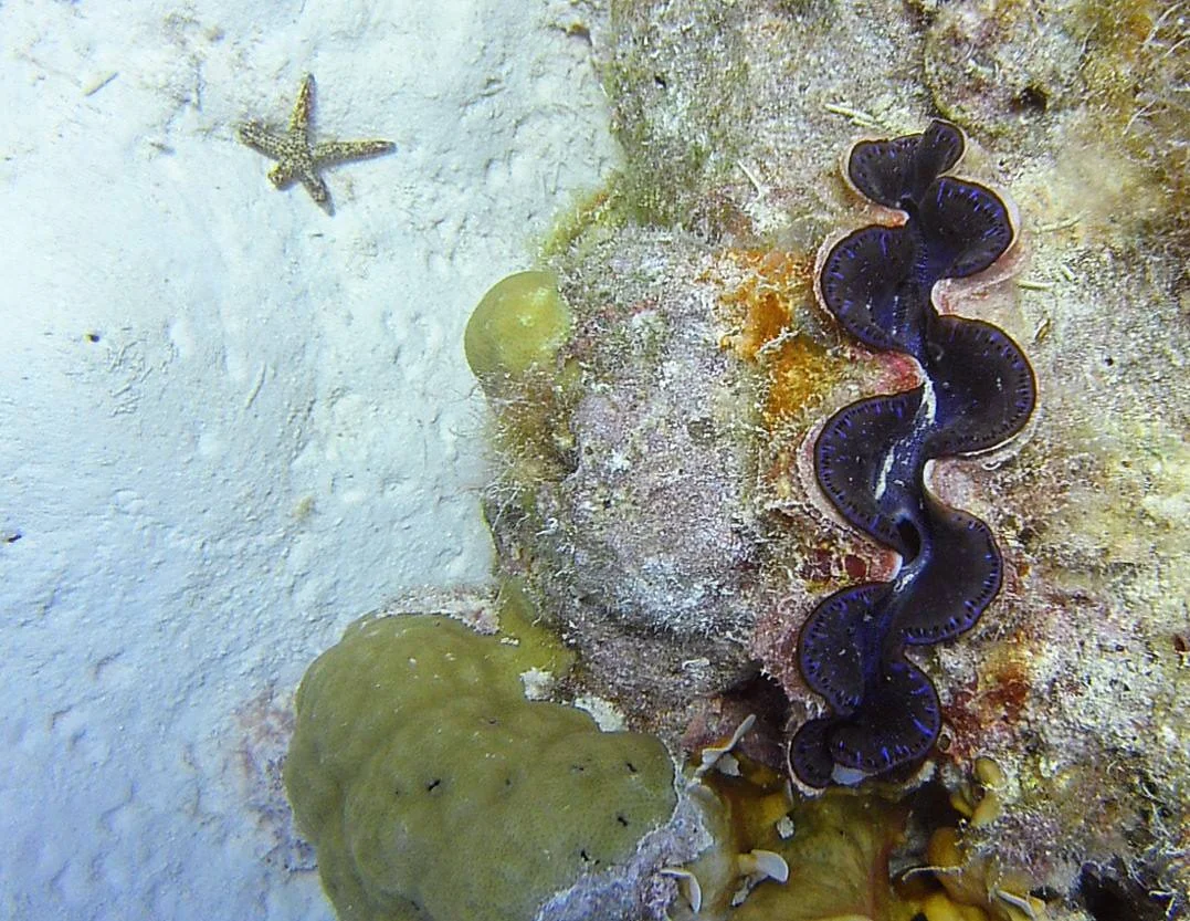 Boring Clam, Warty Mesh Sea Star
